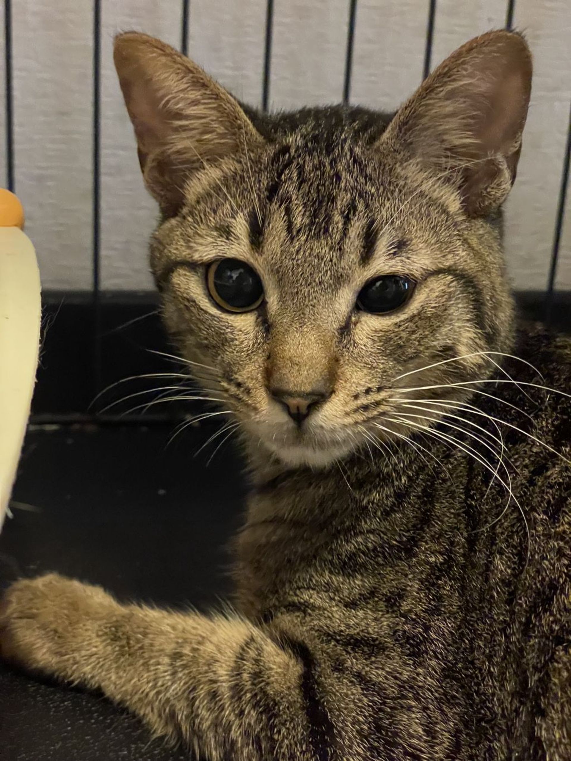 雑種（ミックス猫）・オスの里親募集の写真