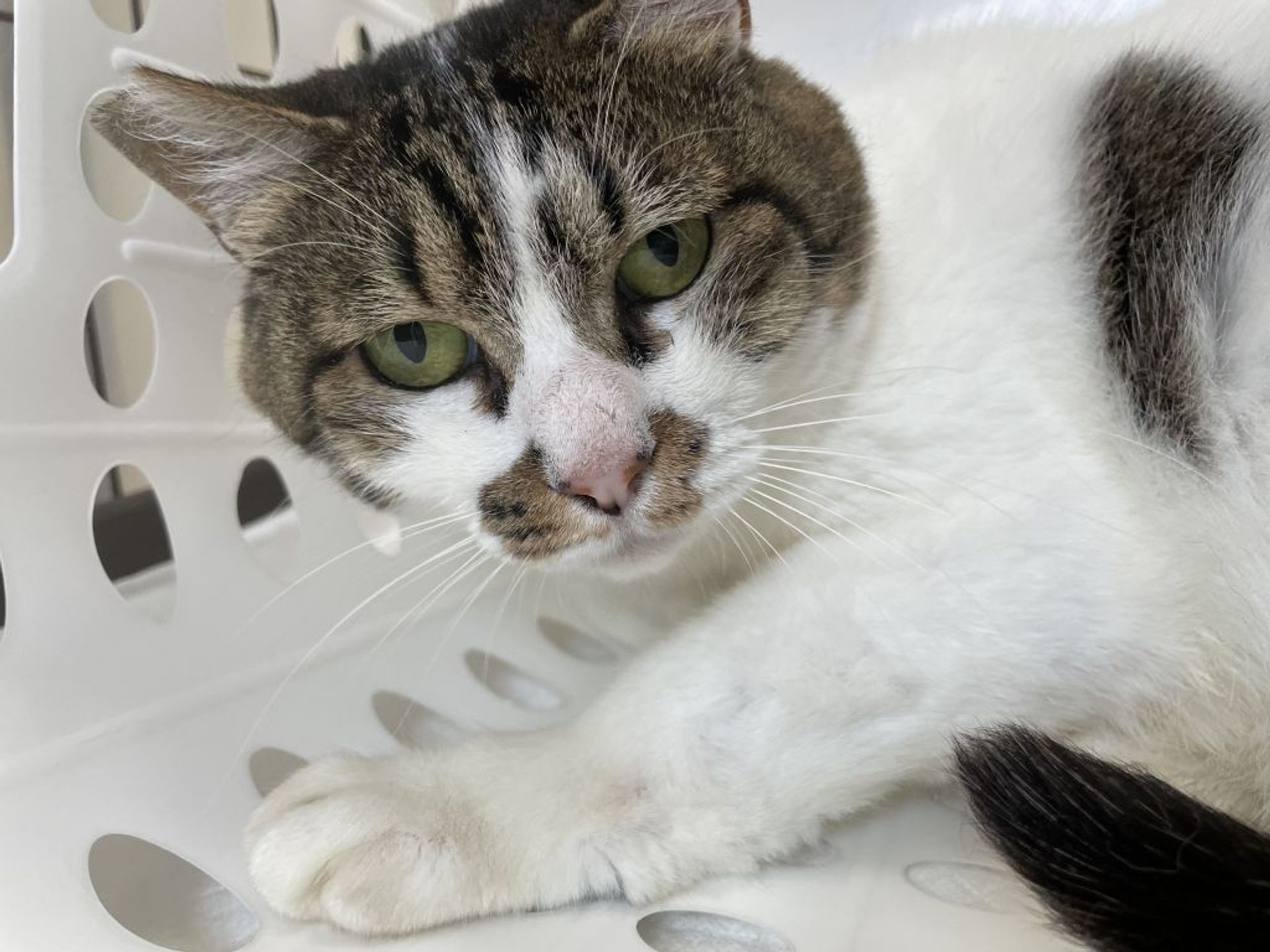雑種（ミックス猫）・メスの里親募集の写真