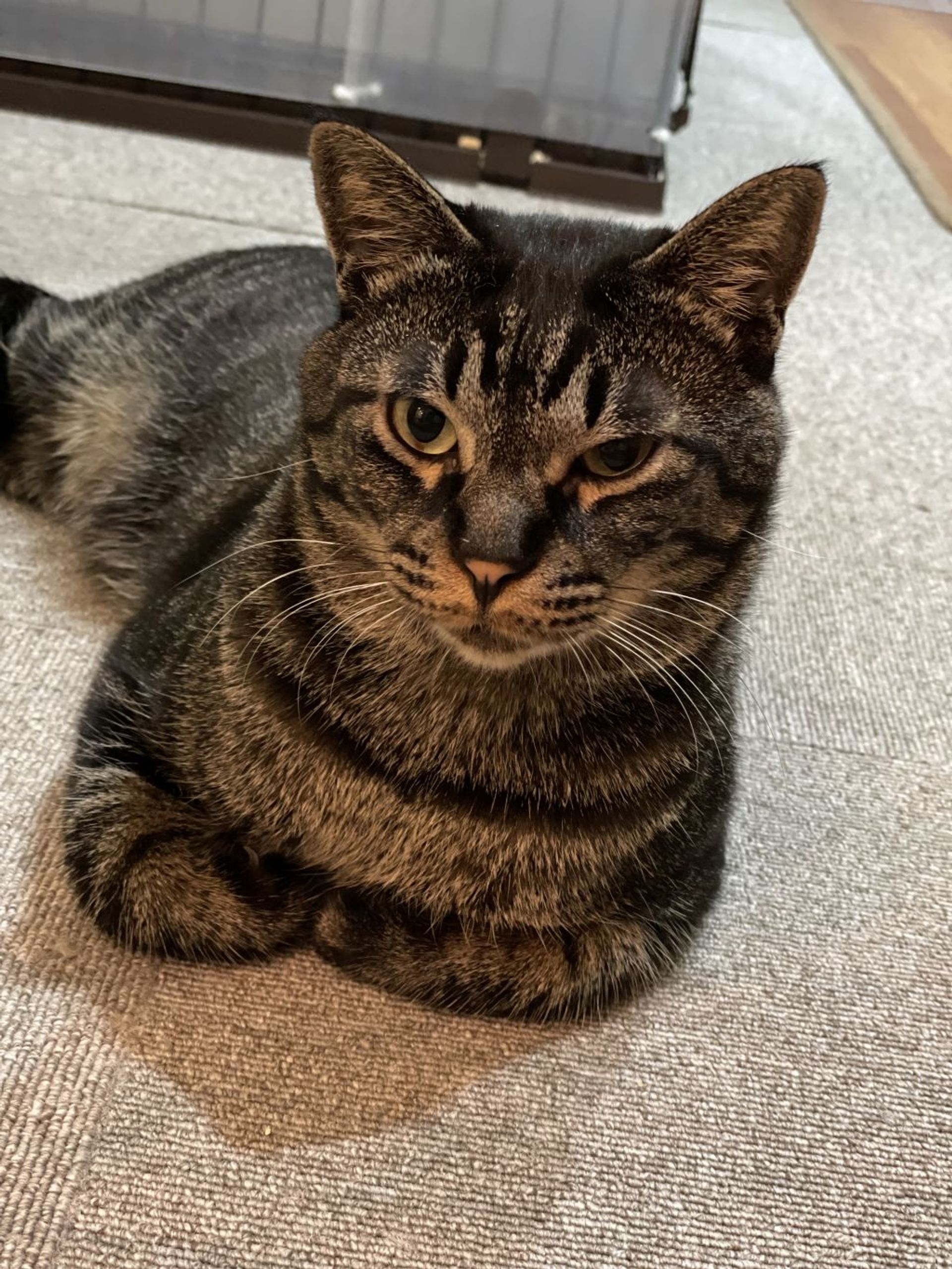 雑種（ミックス猫）・オスの里親募集の写真