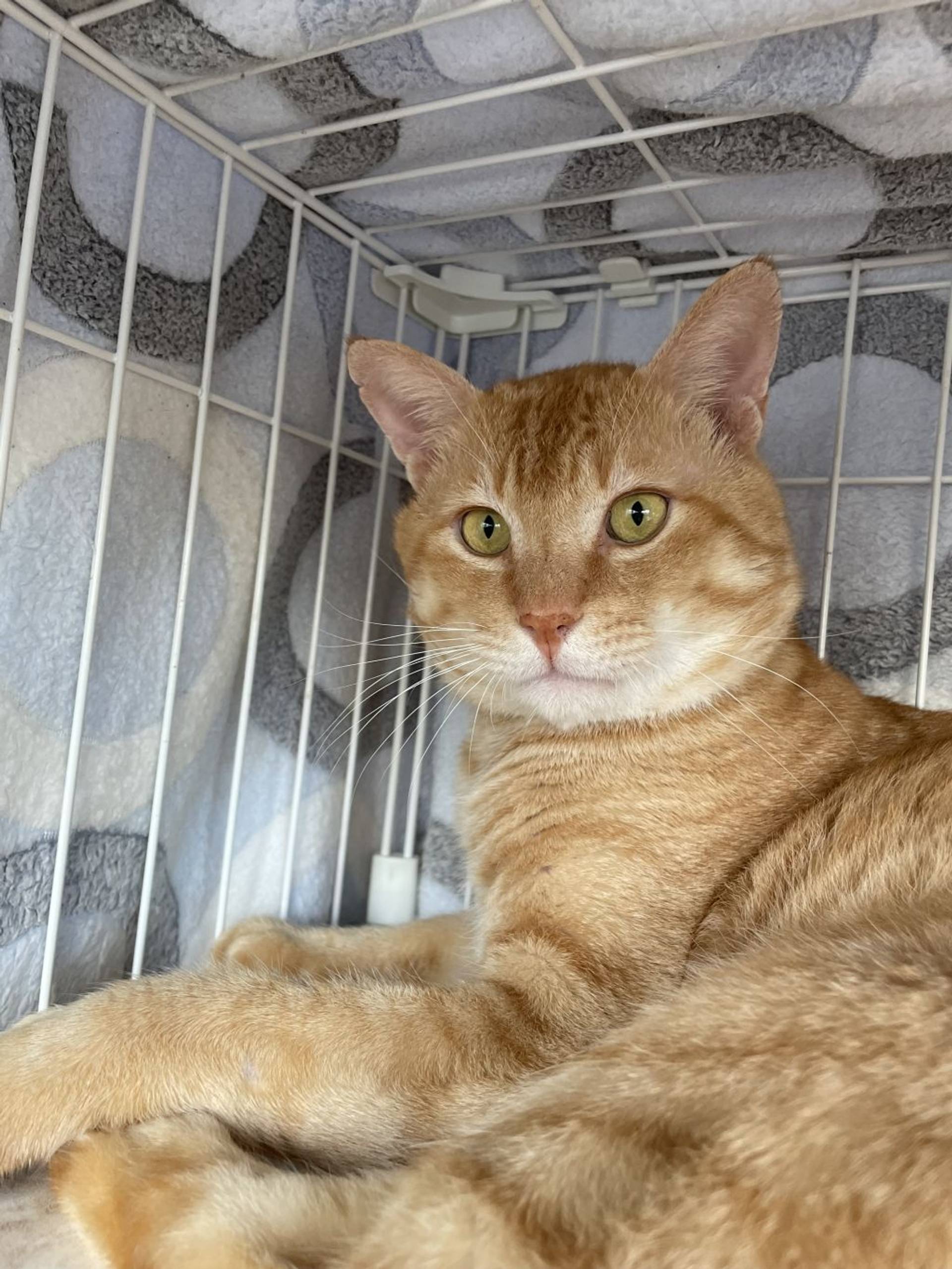 雑種（ミックス猫）・オスの里親募集の写真
