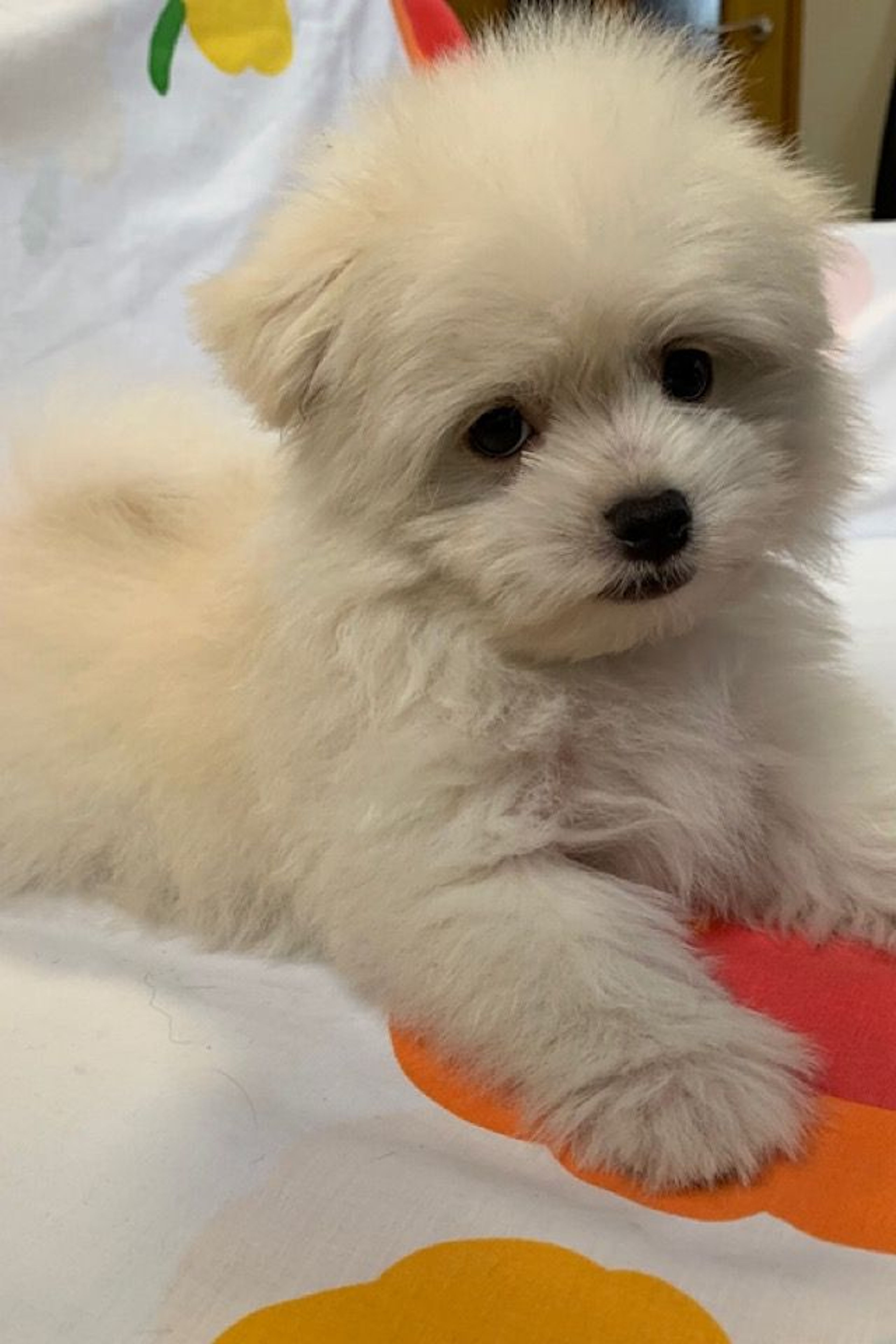 雑種（ミックス犬）・オスの里親募集の写真