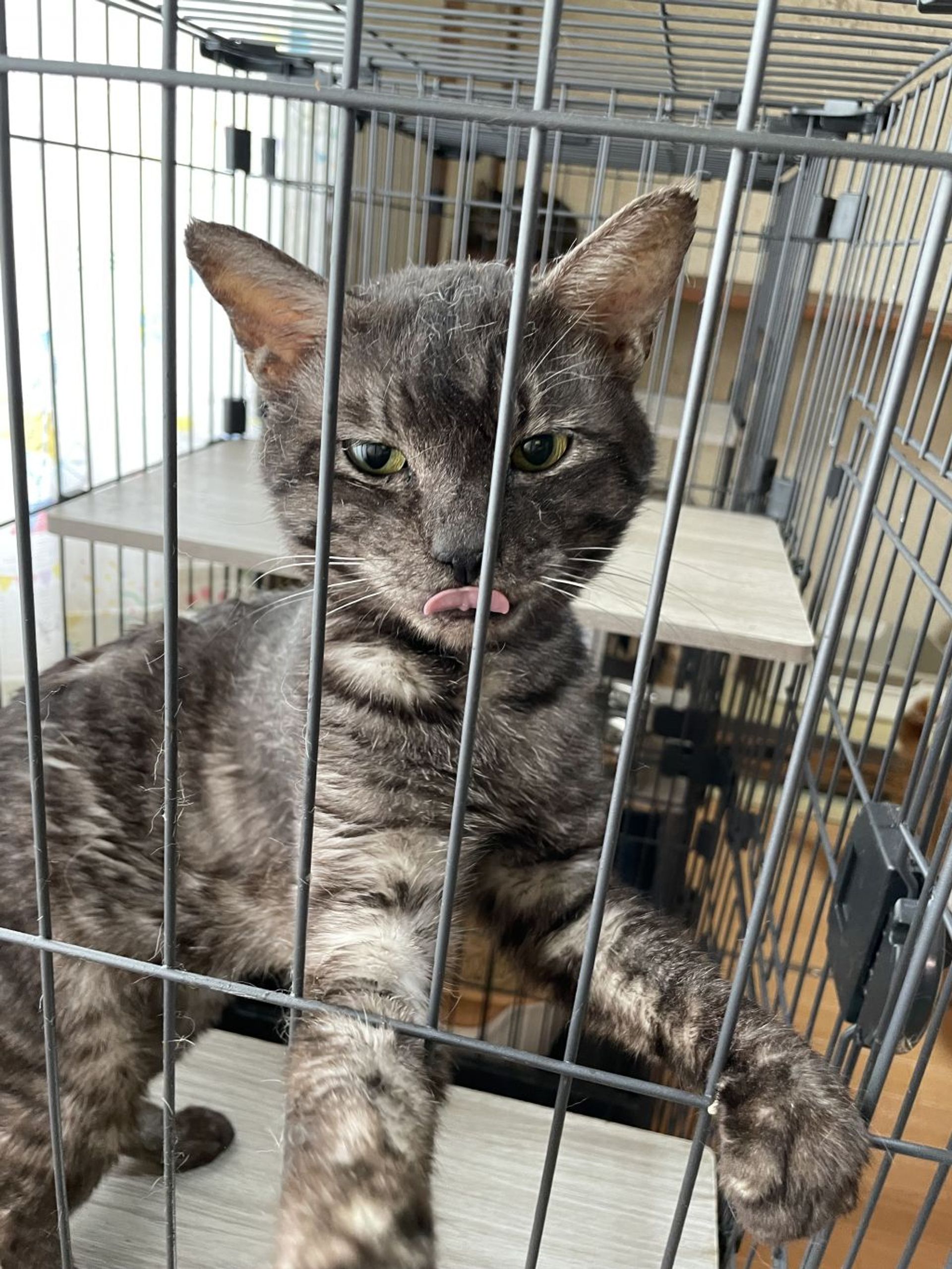 雑種（ミックス猫）・オスの里親募集の写真