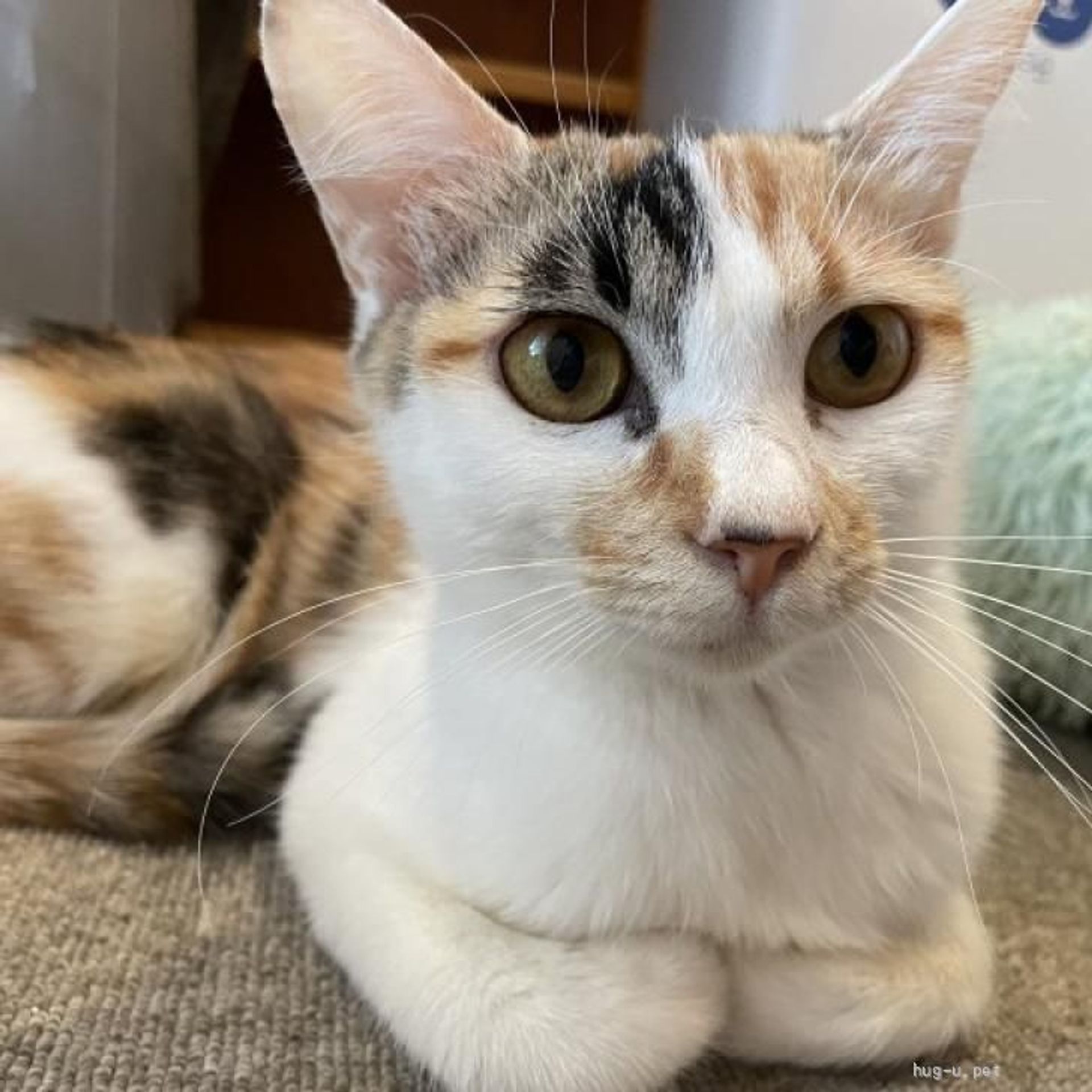 雑種（ミックス猫）・メスの里親募集の写真