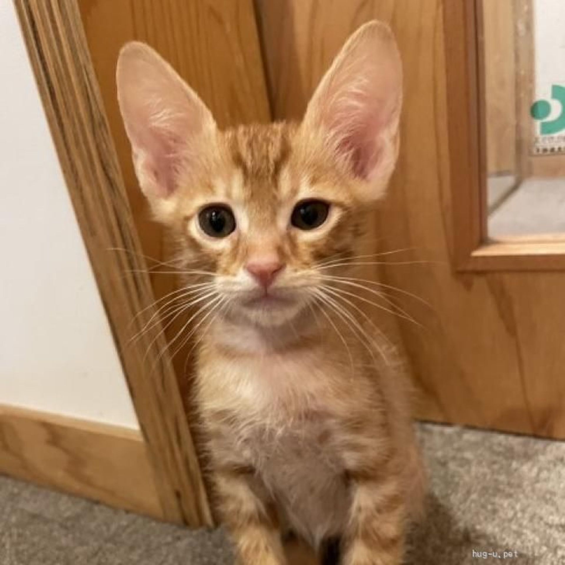 雑種（ミックス猫）・オスの里親募集の写真