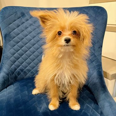 ビスケットの写真