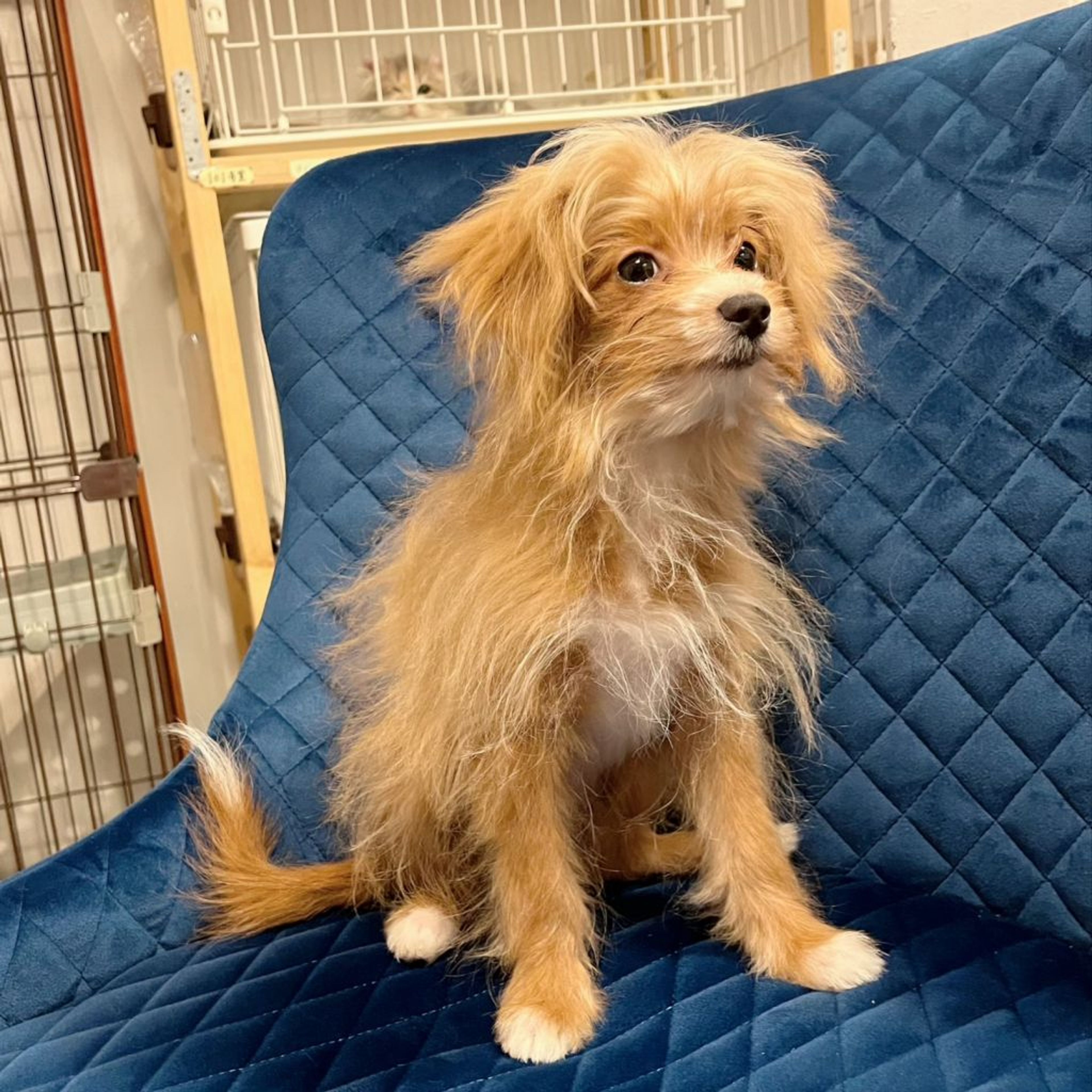 pet-image-3