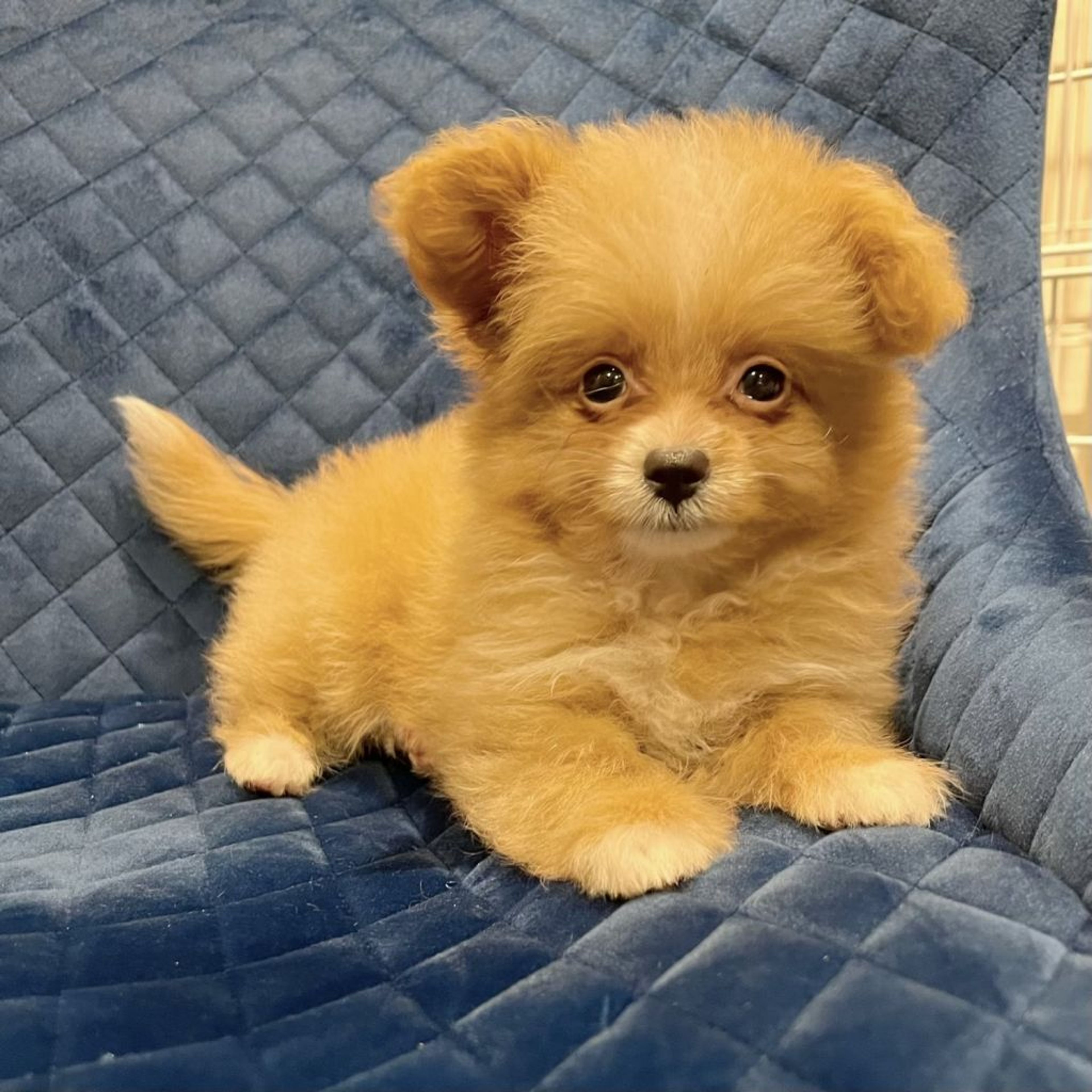 pet-image-4