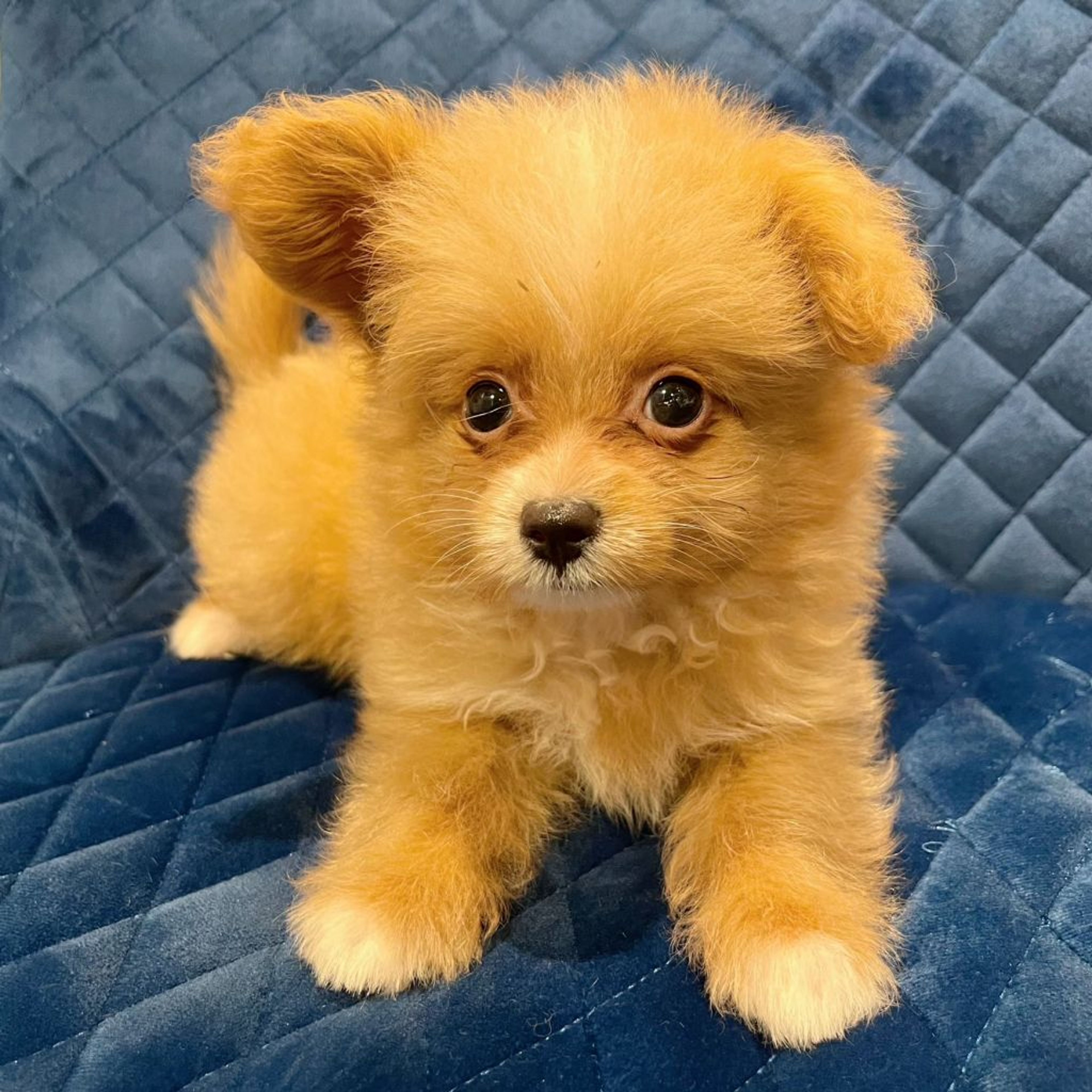 pet-image-5