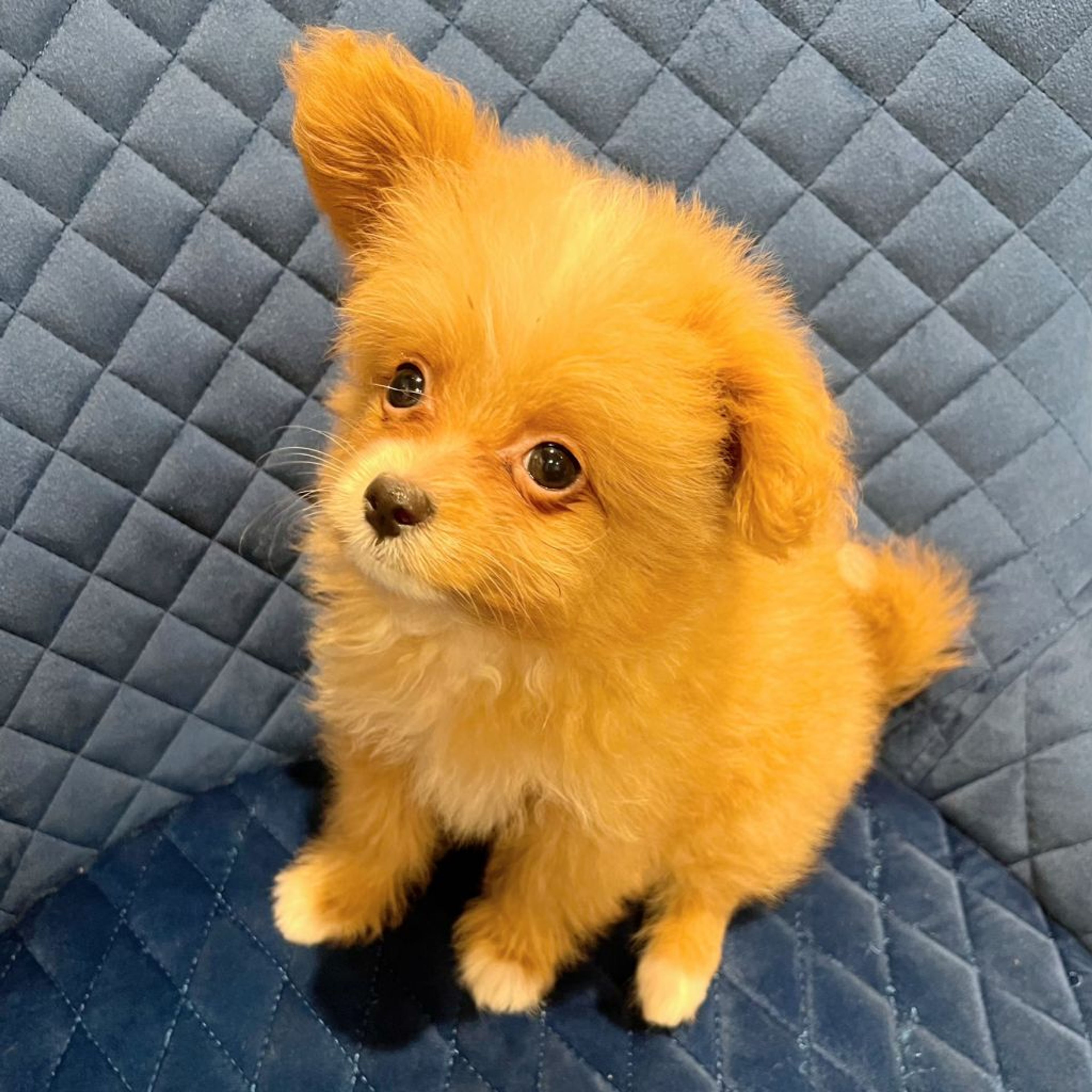 pet-image-6