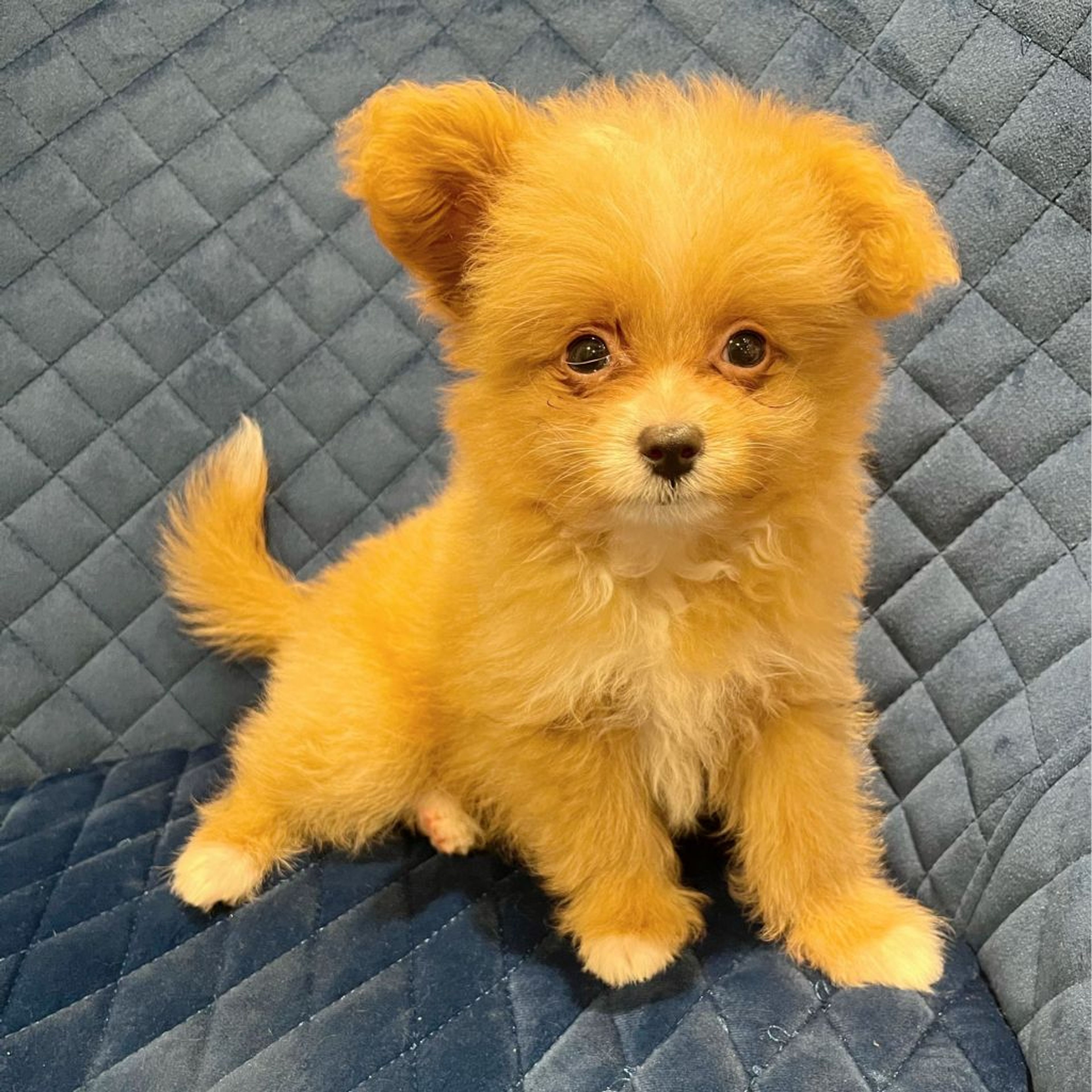 pet-image-7