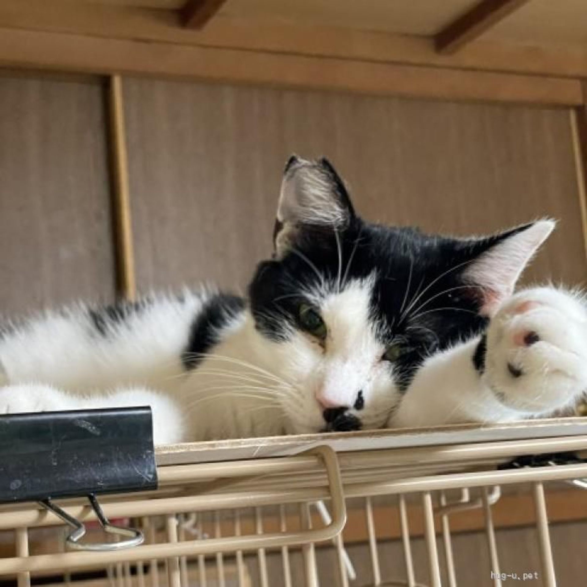 雑種（ミックス猫）・オスの里親募集の写真