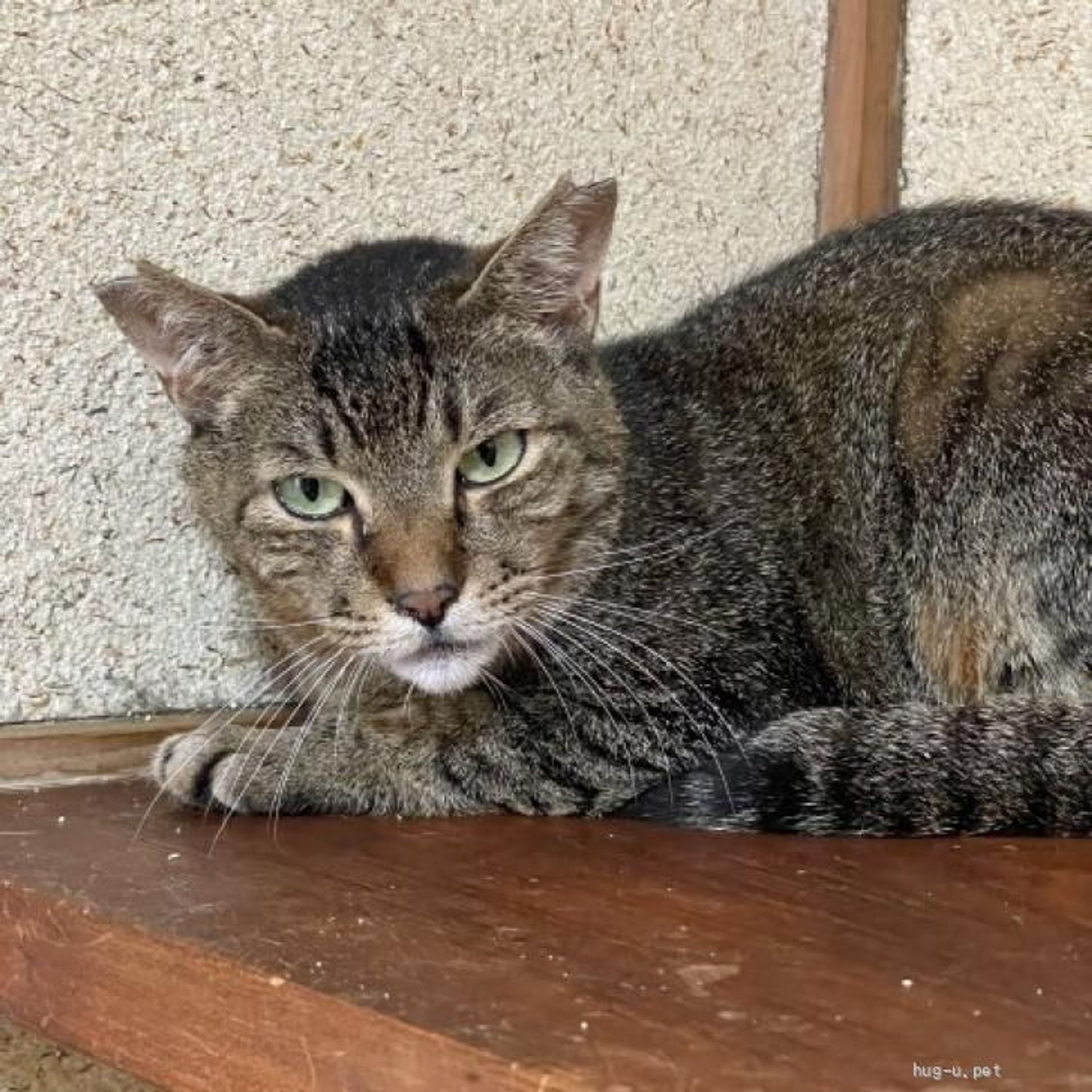 雑種（ミックス猫）・メスの里親募集の写真