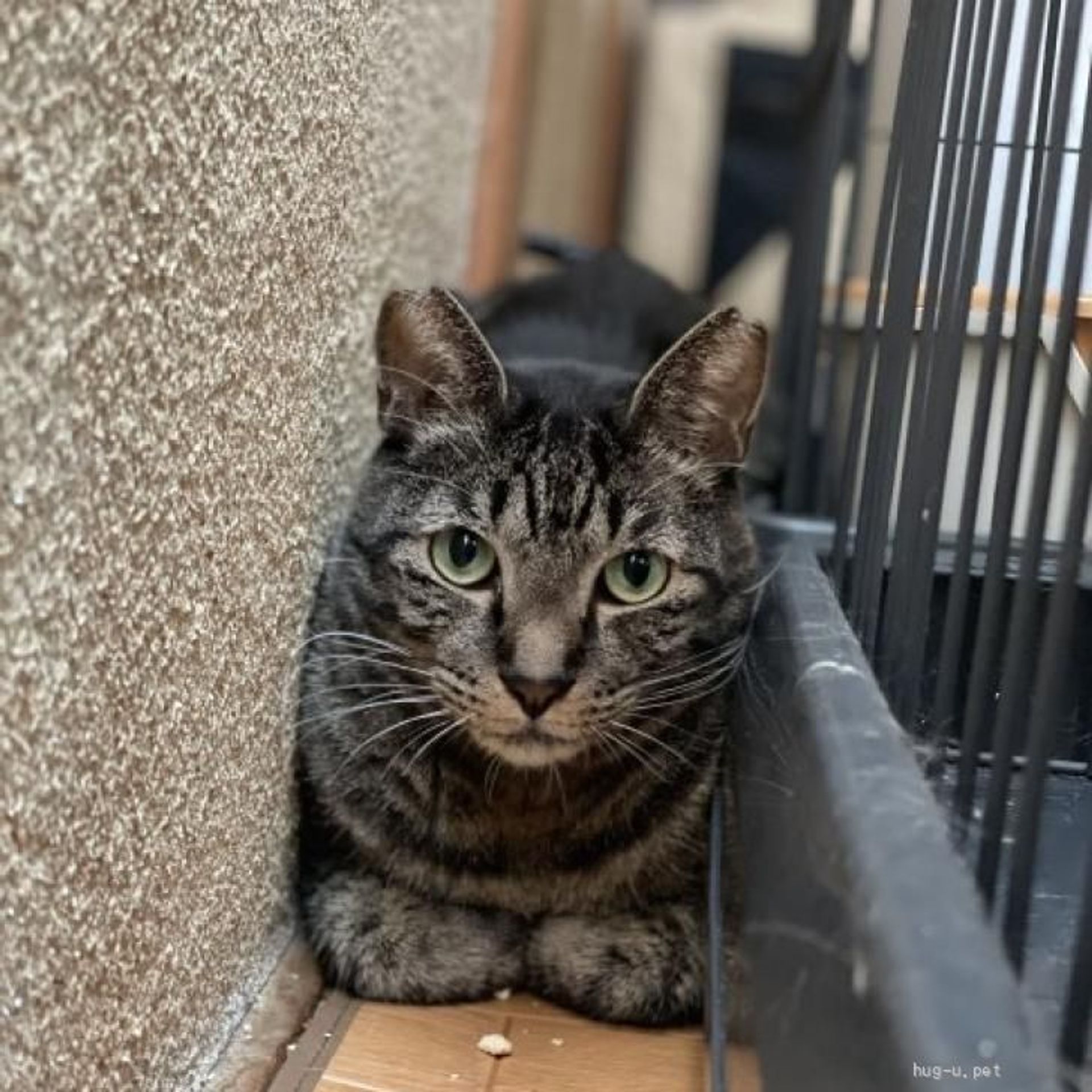 雑種（ミックス猫）・オスの里親募集の写真
