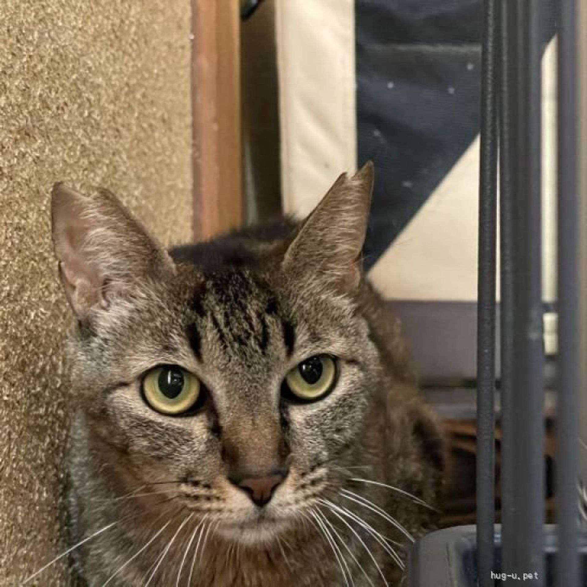 雑種（ミックス猫）・メスの里親募集の写真