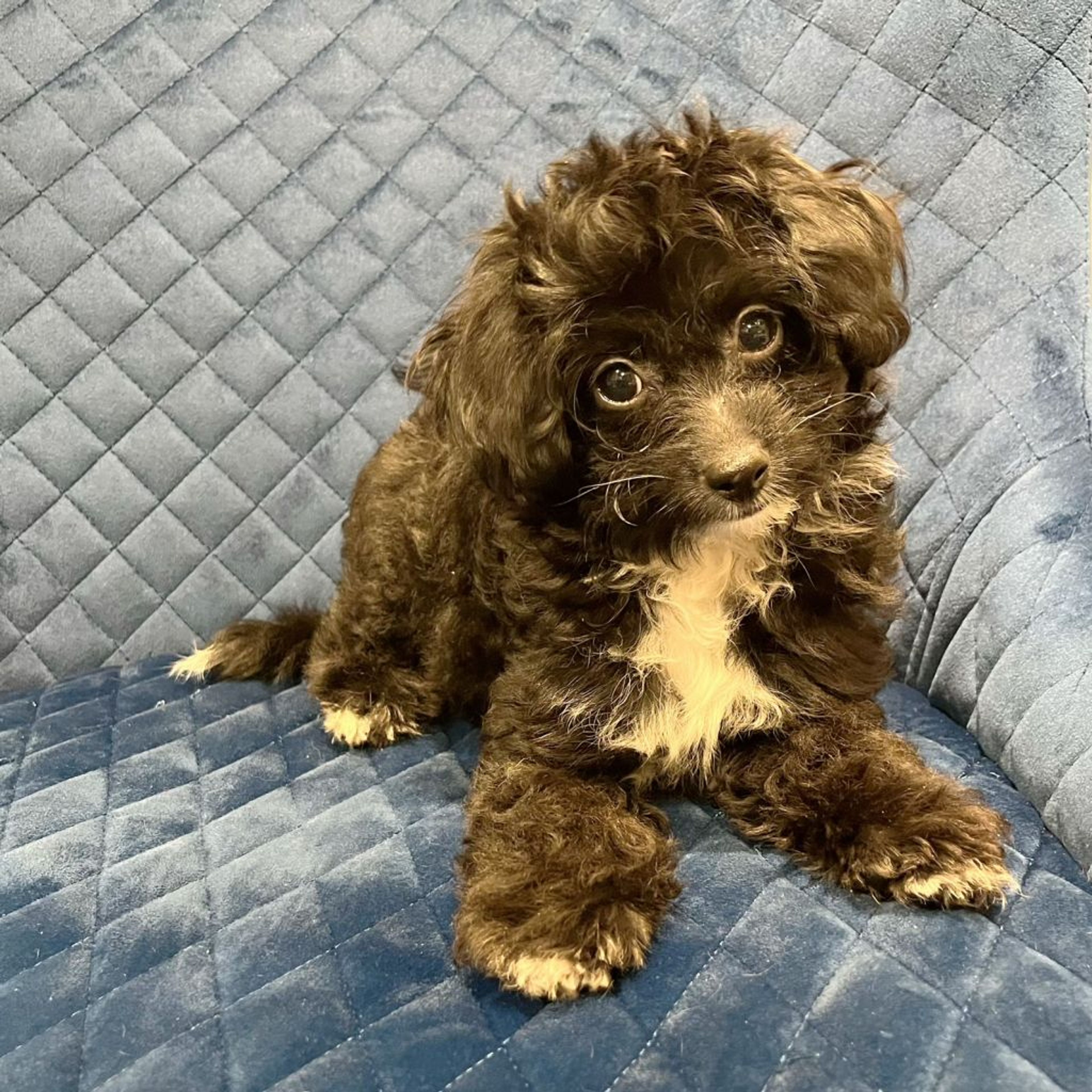 雑種（ミックス犬）・オスの里親募集の写真