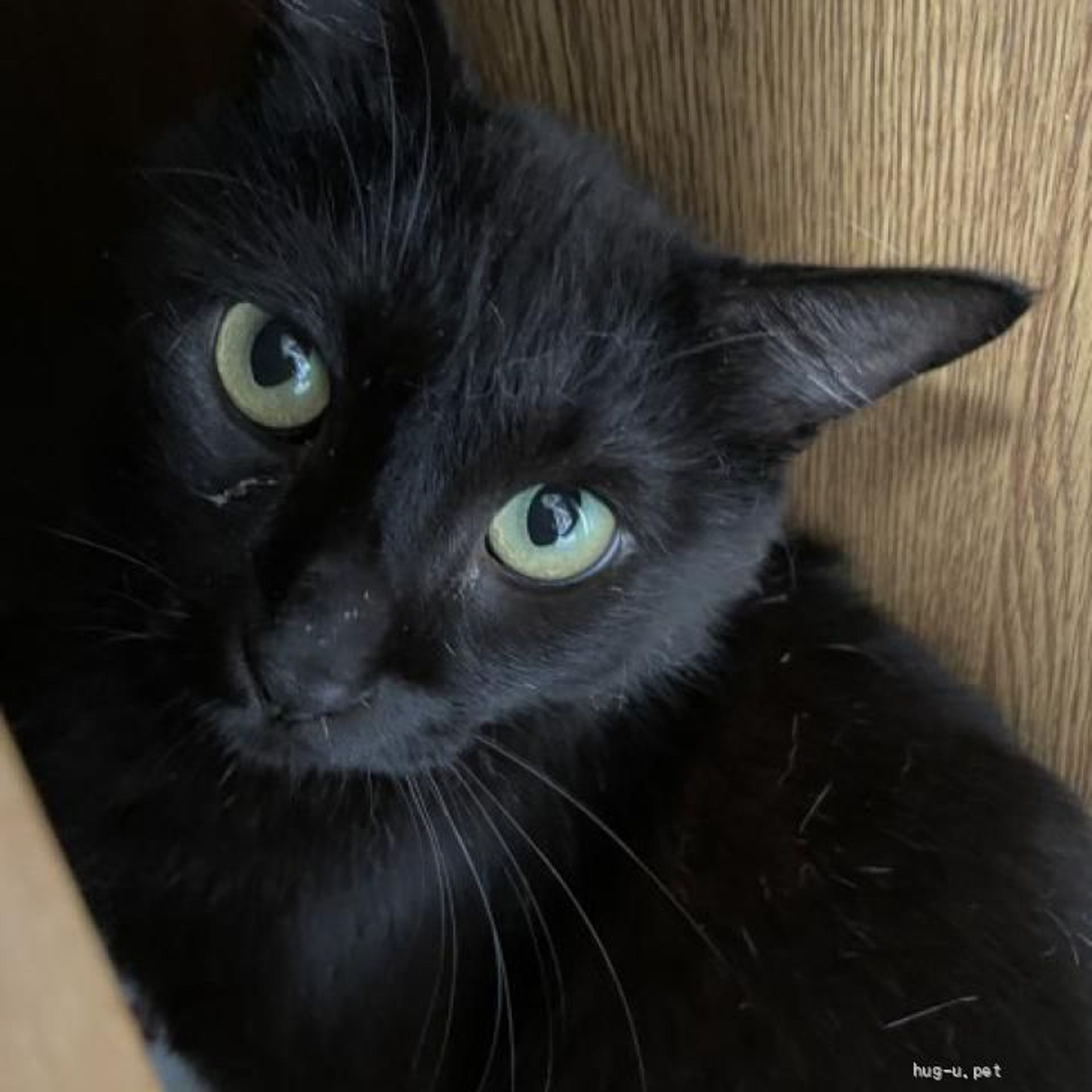 雑種（ミックス猫）・オスの里親募集の写真