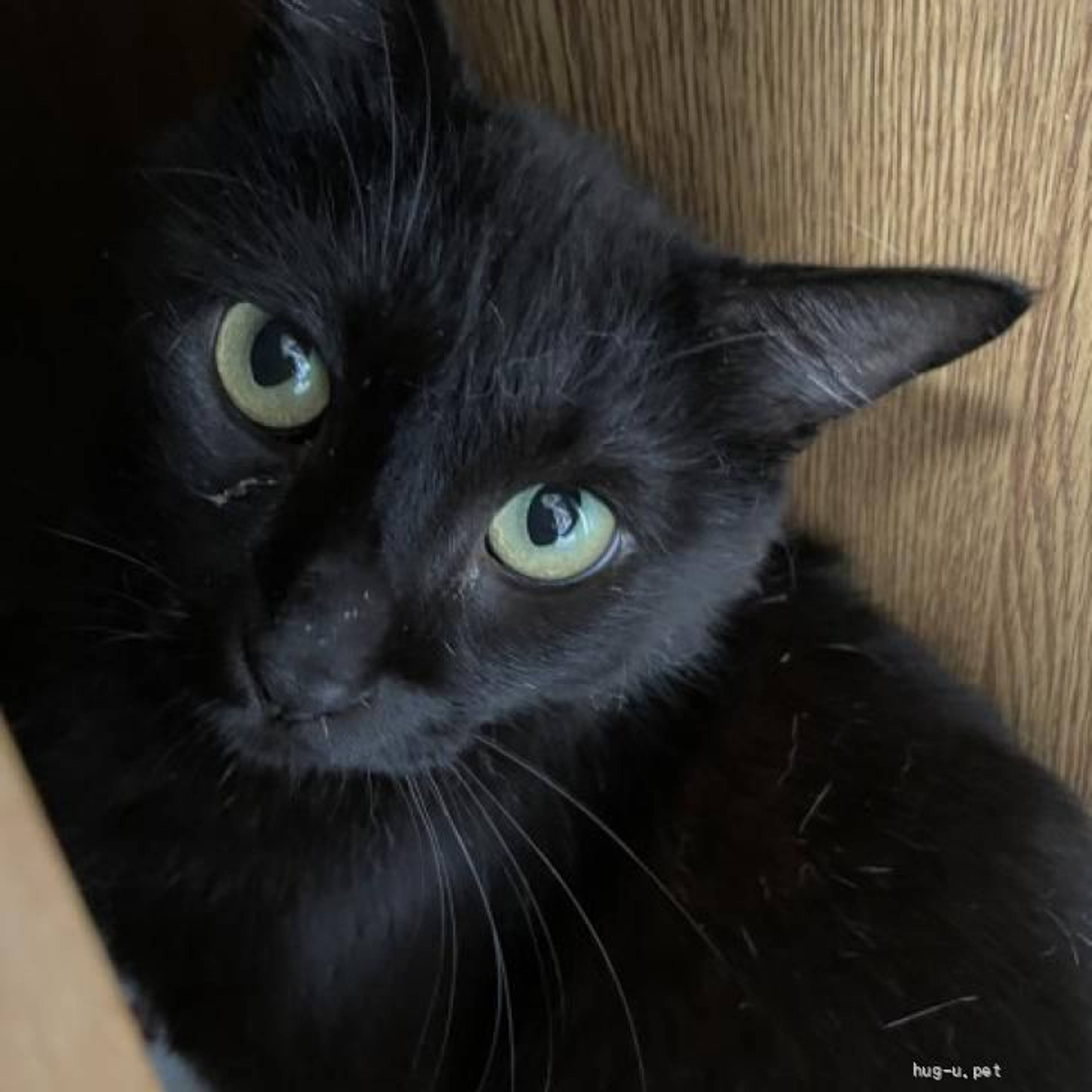 雑種（ミックス猫）・オスの里親募集の写真