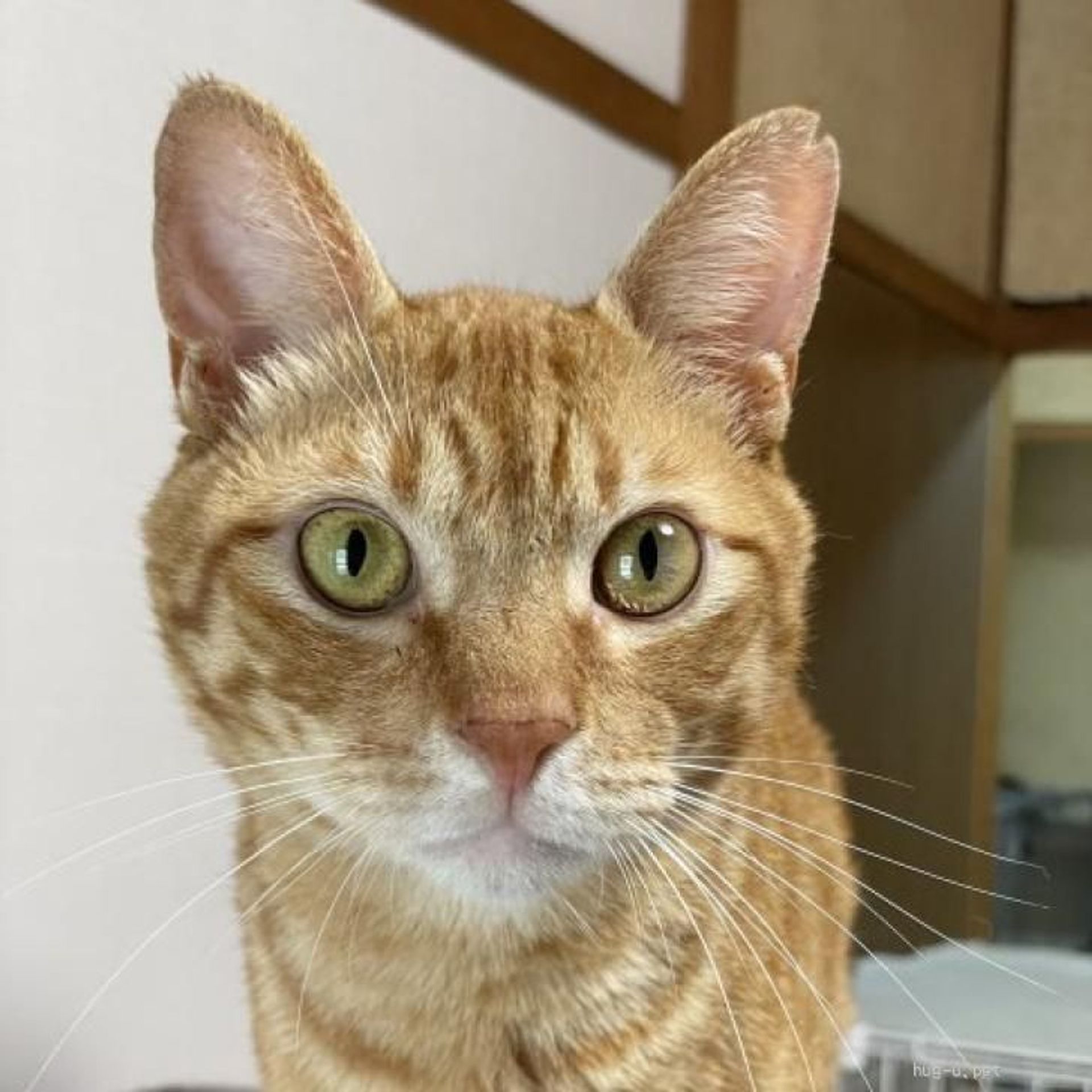 雑種（ミックス猫）・オスの里親募集の写真