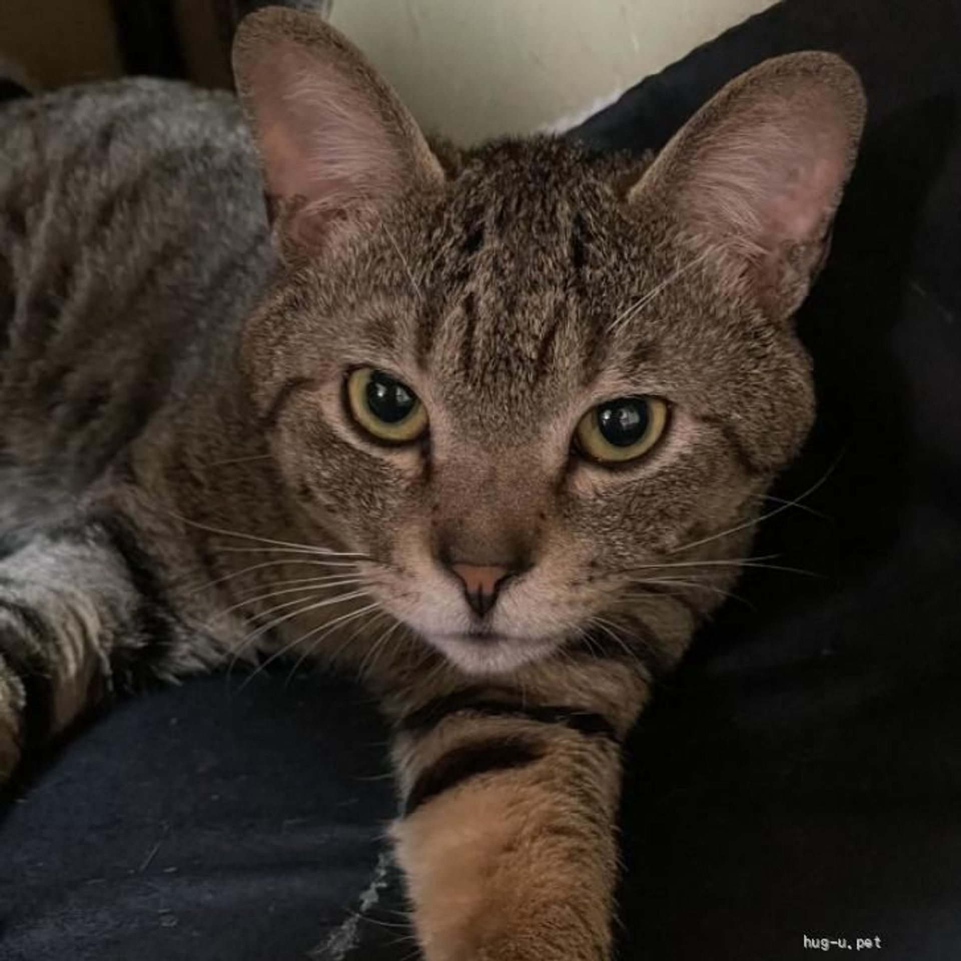 雑種（ミックス猫）・オスの里親募集の写真