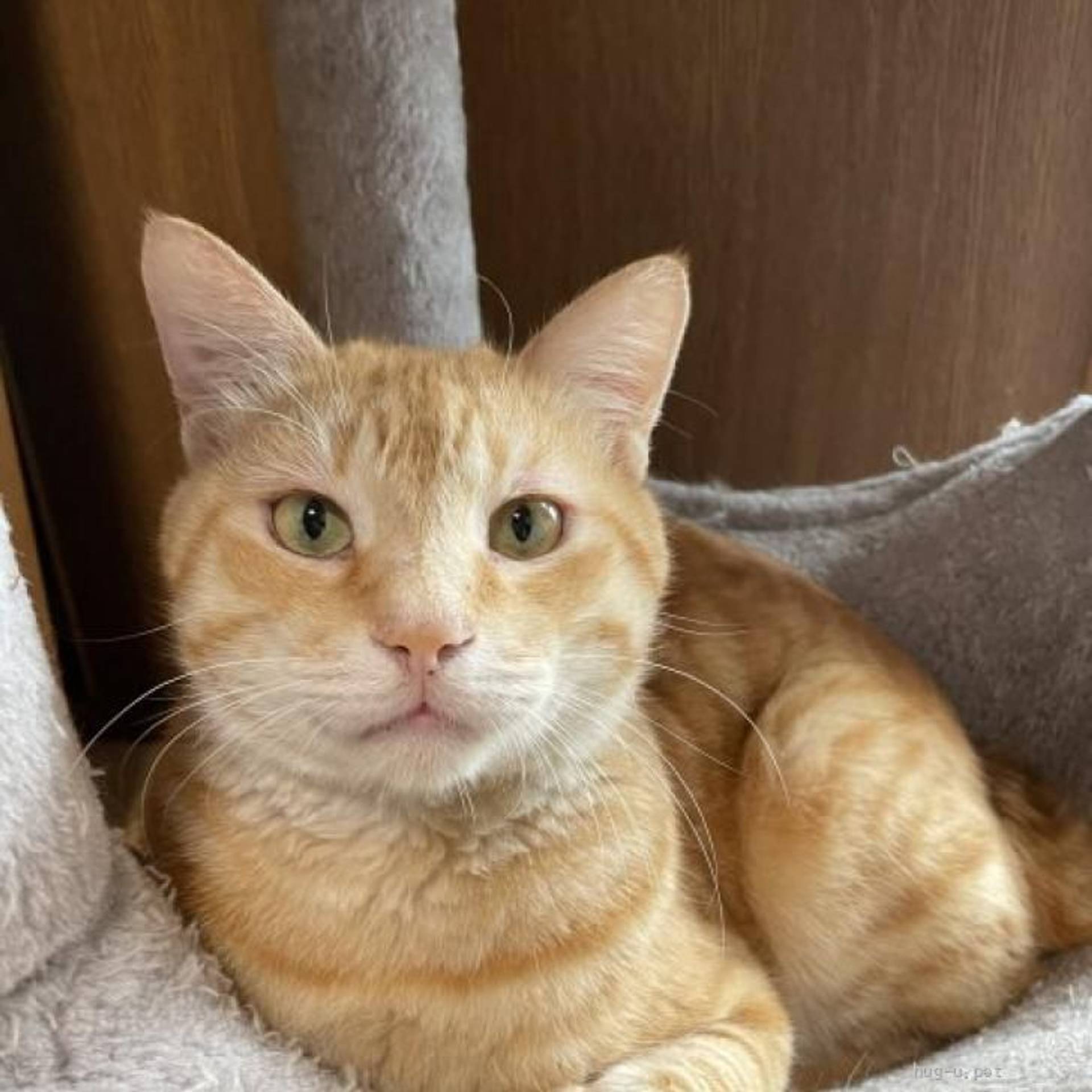 雑種（ミックス猫）・オスの里親募集の写真