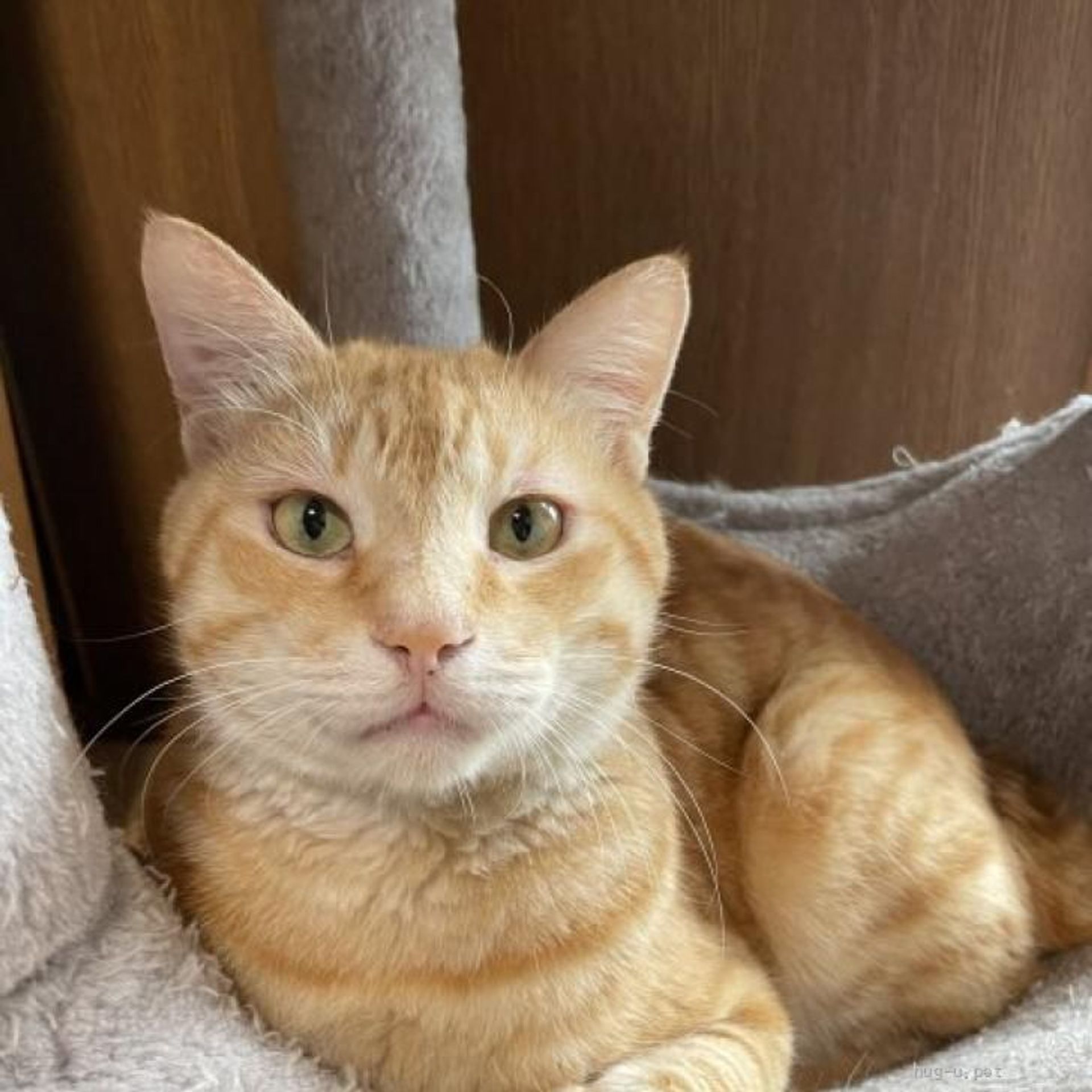 雑種（ミックス猫）・オスの里親募集の写真