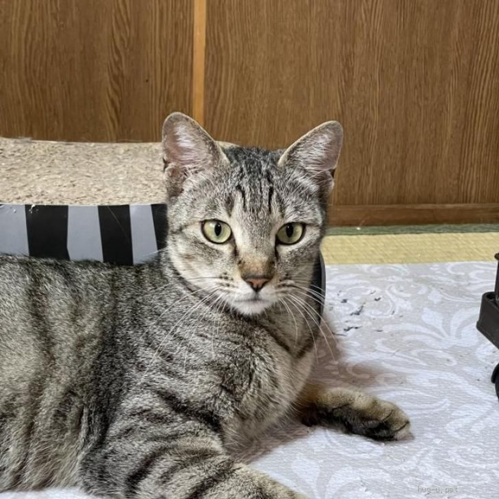 雑種（ミックス猫）・メスの里親募集の写真