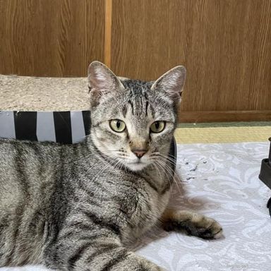 スティッチ