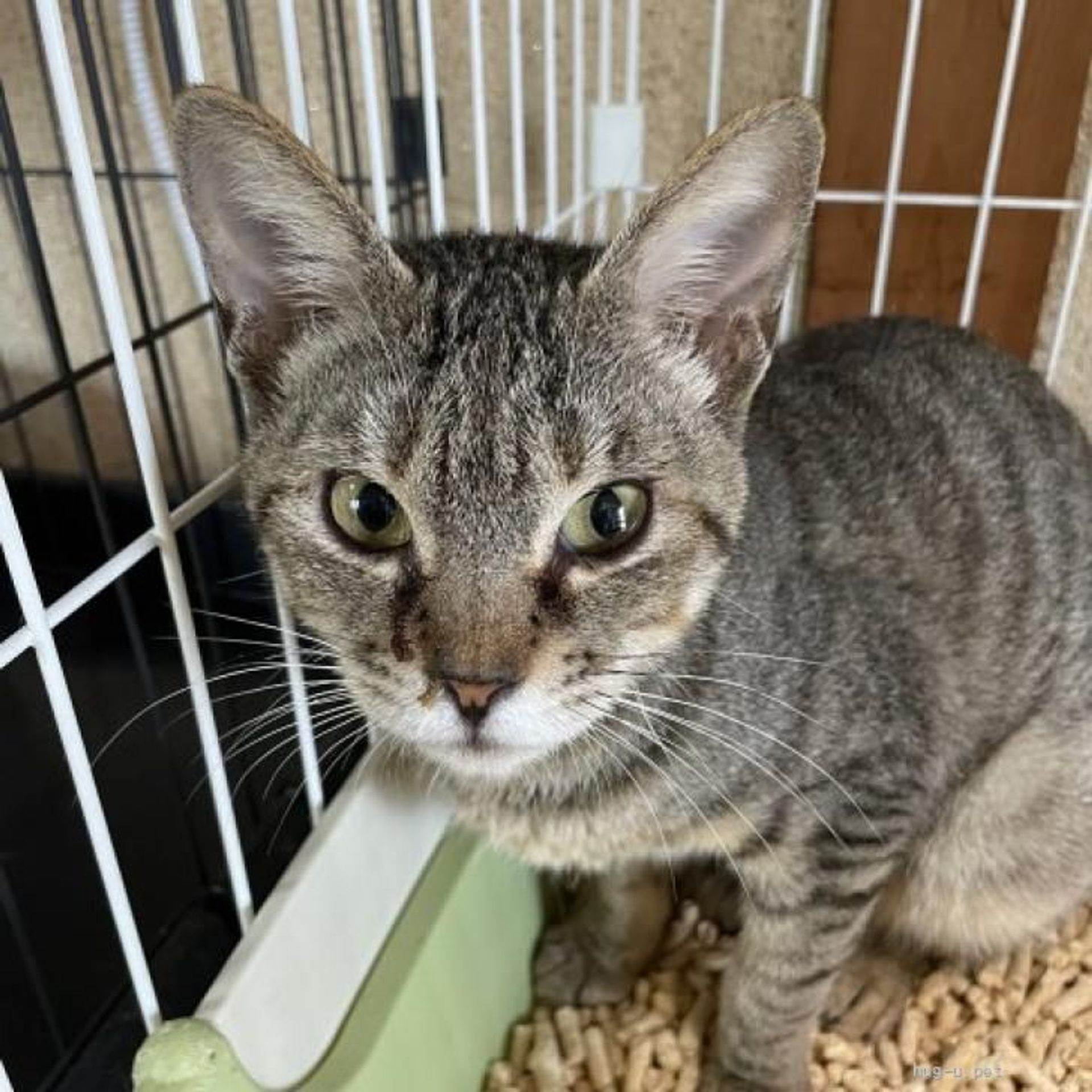 雑種（ミックス猫）・メスの里親募集の写真
