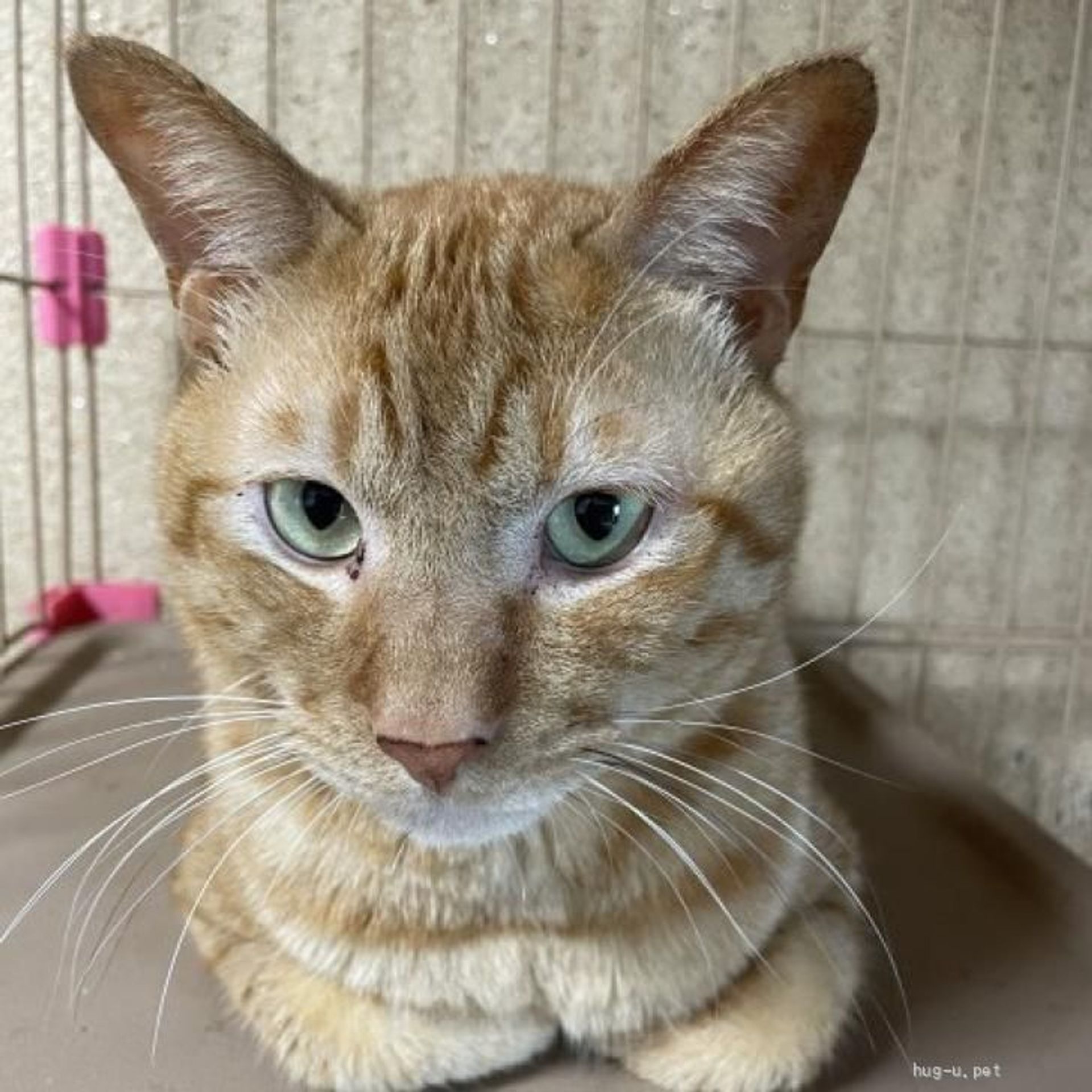 雑種（ミックス猫）・オスの里親募集の写真