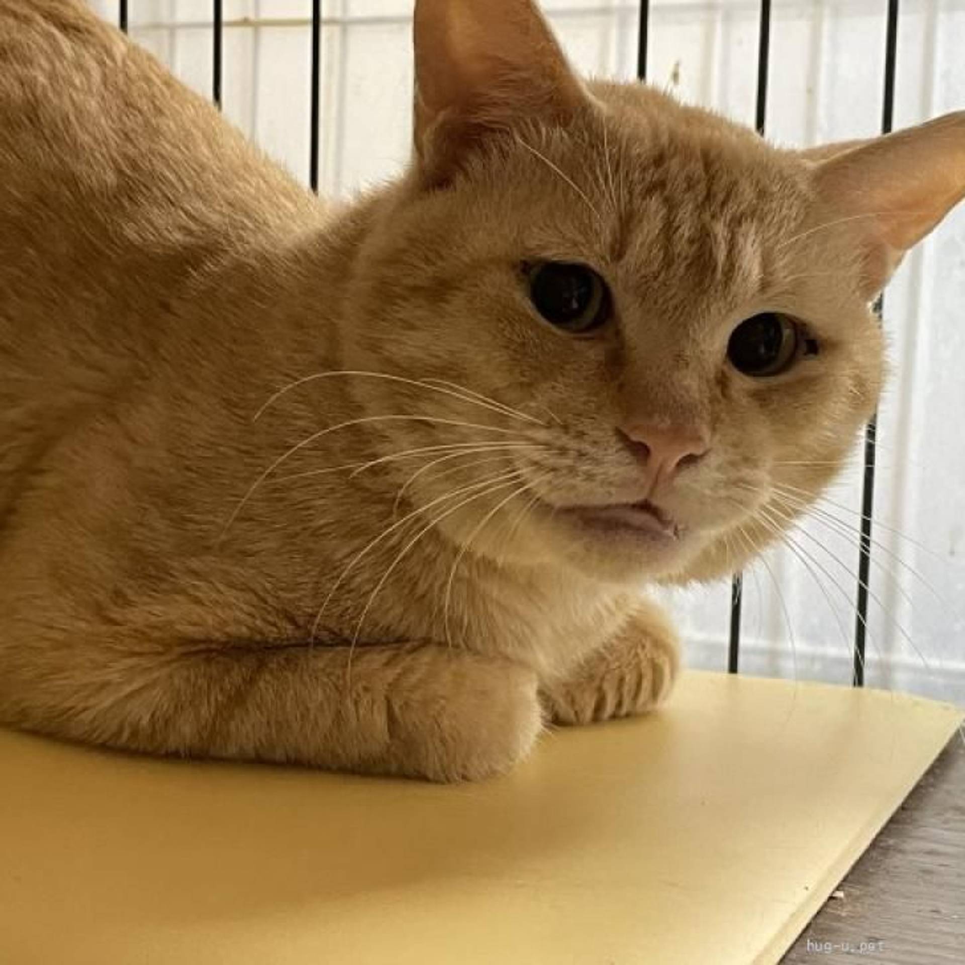 雑種（ミックス猫）・オスの里親募集の写真
