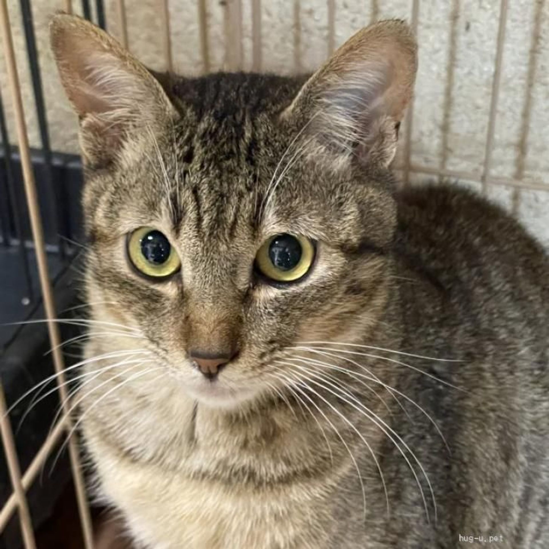 雑種（ミックス猫）・オスの里親募集の写真