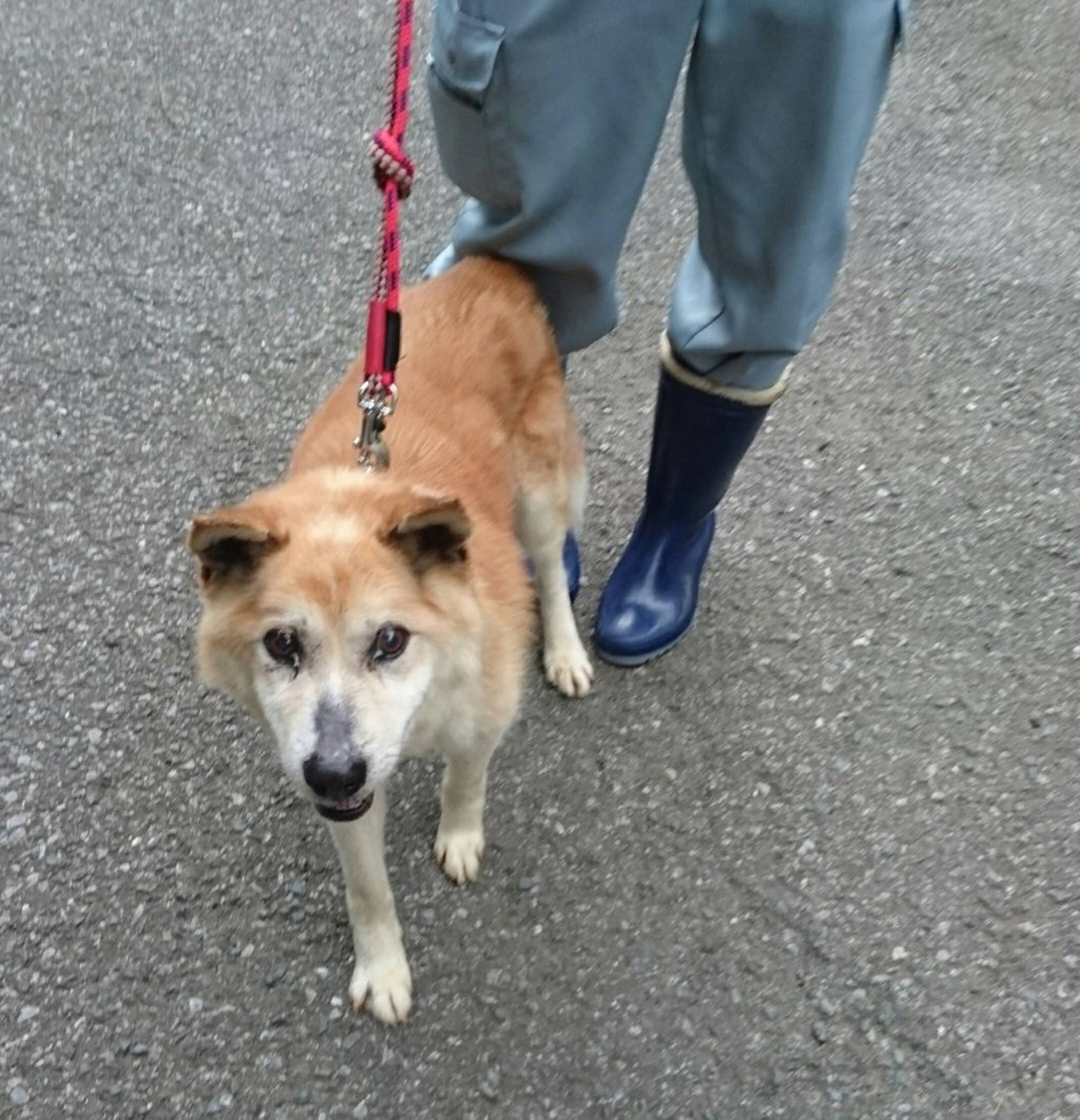雑種（ミックス犬）・オスの里親募集の写真