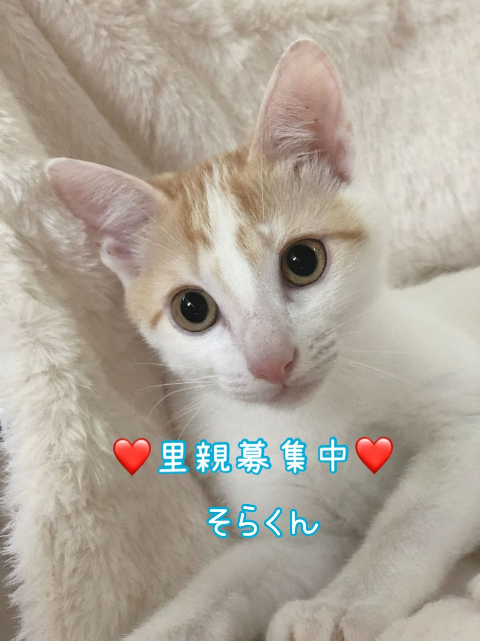 雑種（ミックス猫）・オスの里親募集の写真
