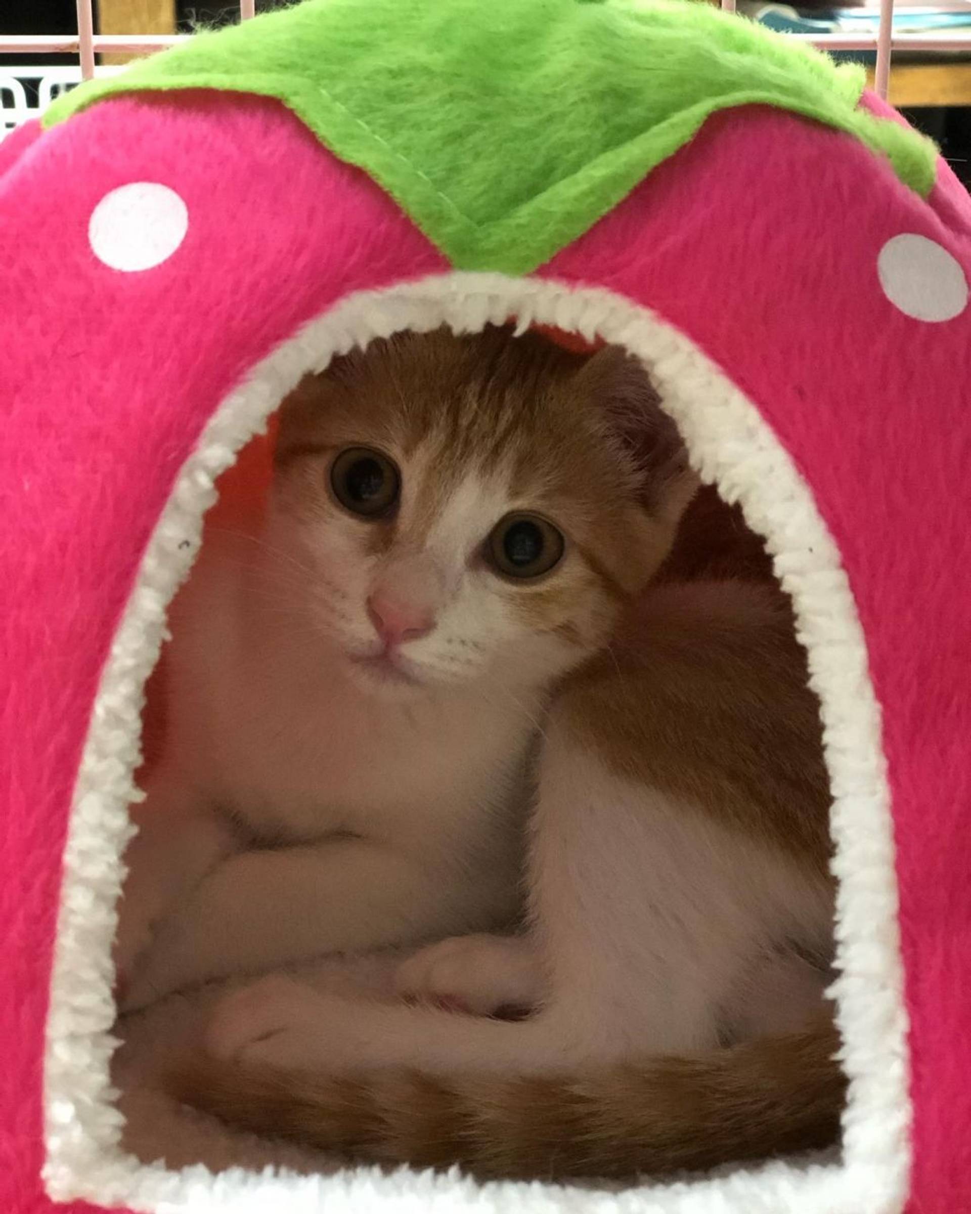 雑種（ミックス猫）・メスの里親募集の写真