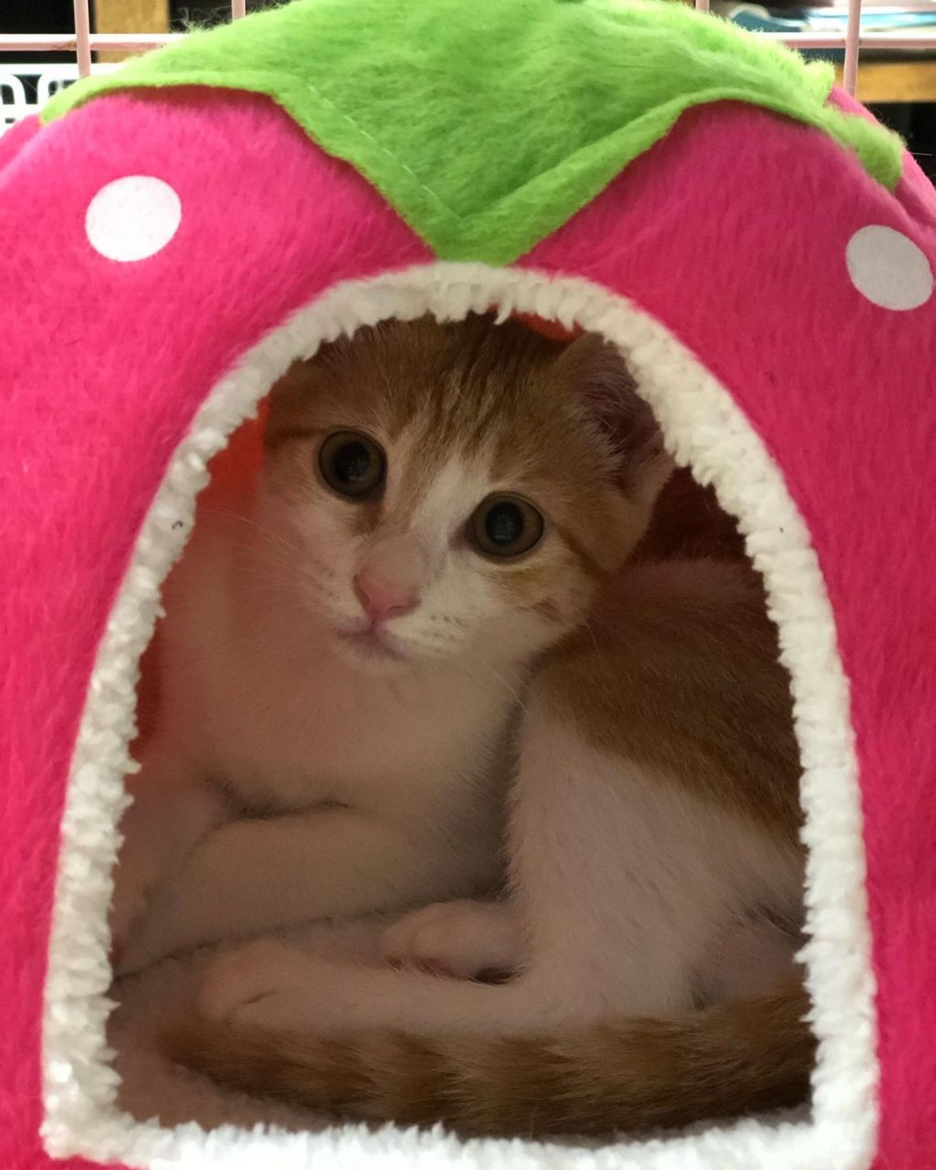 雑種（ミックス猫）・メスの里親募集の写真