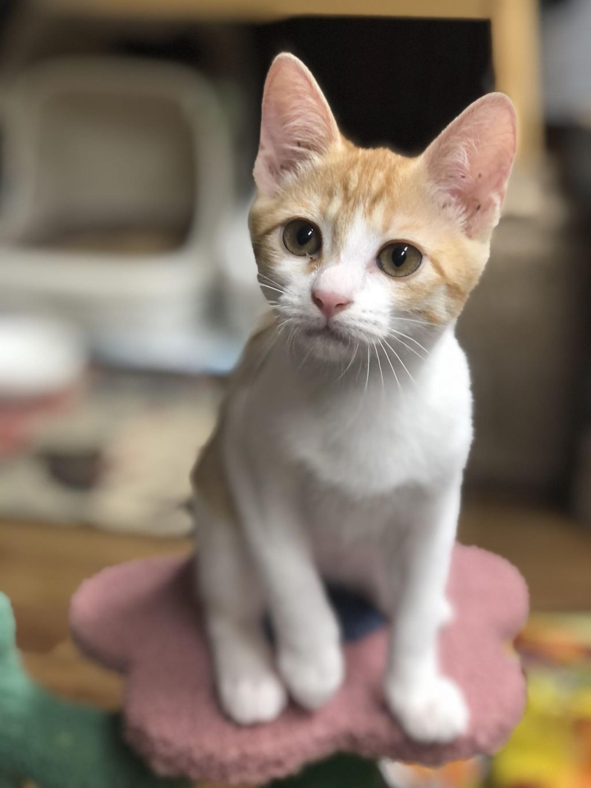 pet-image-2