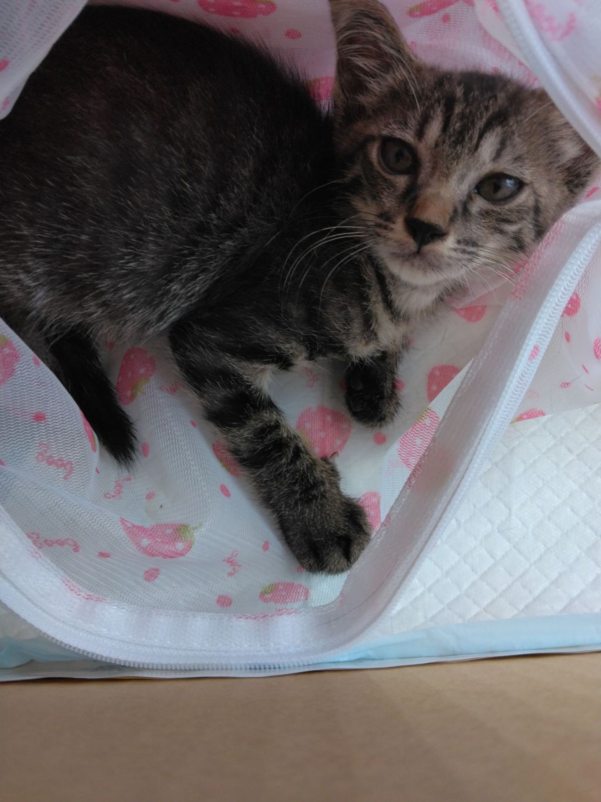 雑種（ミックス猫）・メスの里親募集の写真