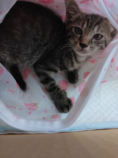 ちびまるの写真