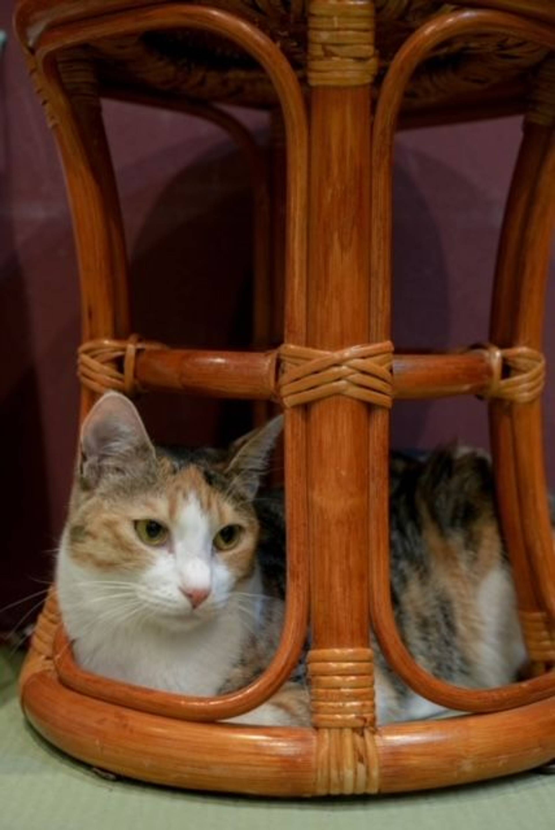 雑種（ミックス猫）・メスの里親募集の写真
