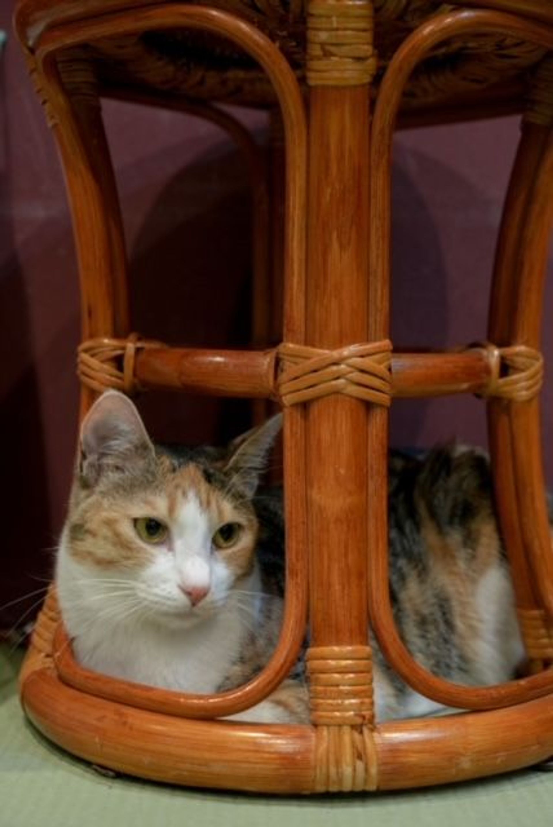 雑種（ミックス猫）・メスの里親募集の写真