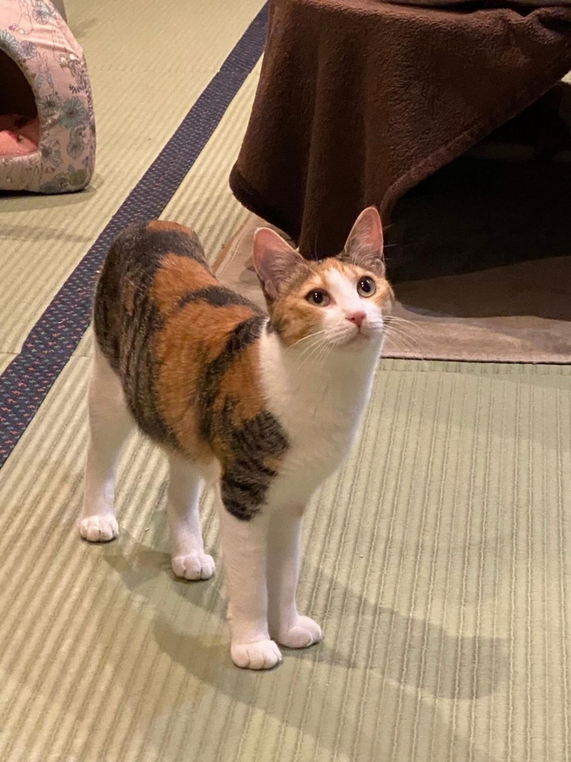 pet-image-3