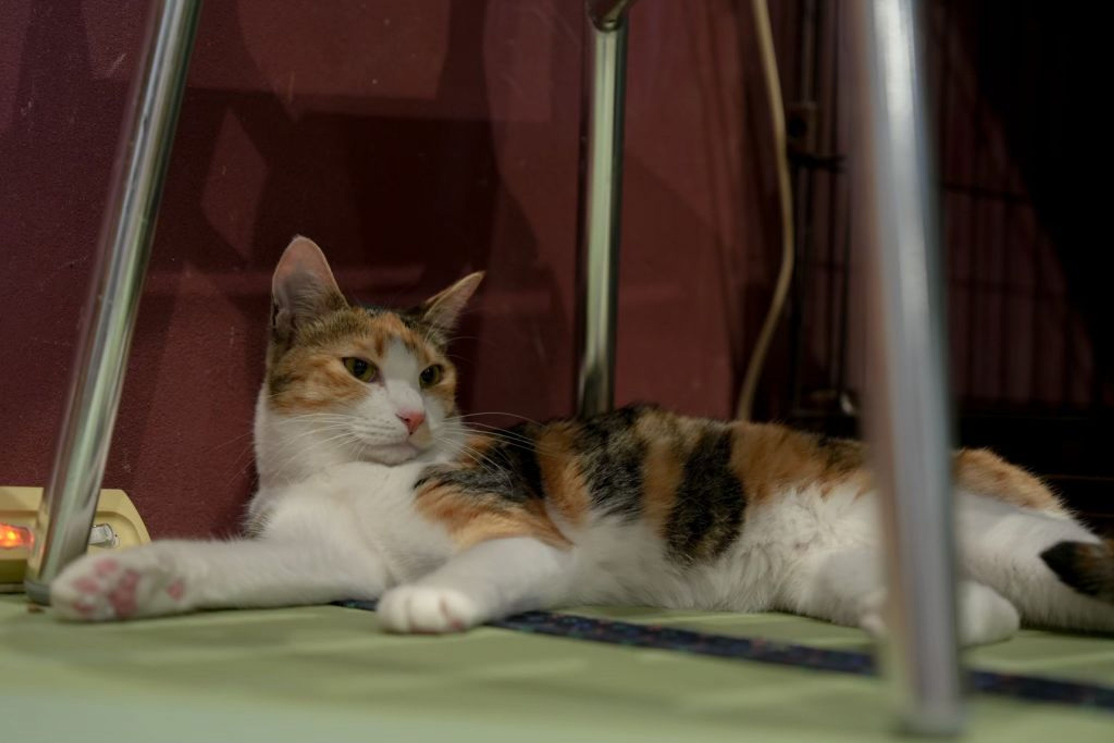 pet-image-5