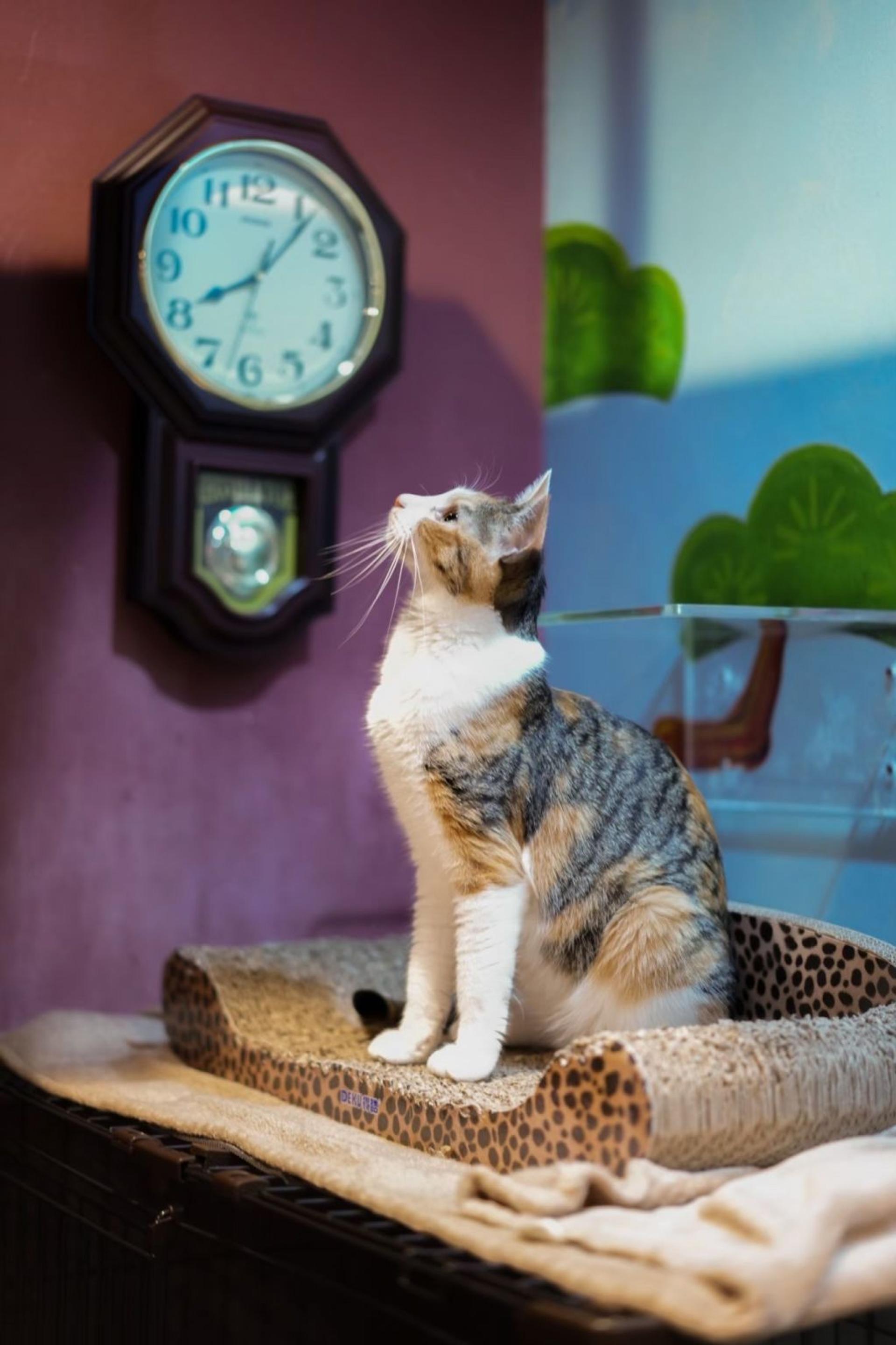 pet-image-6