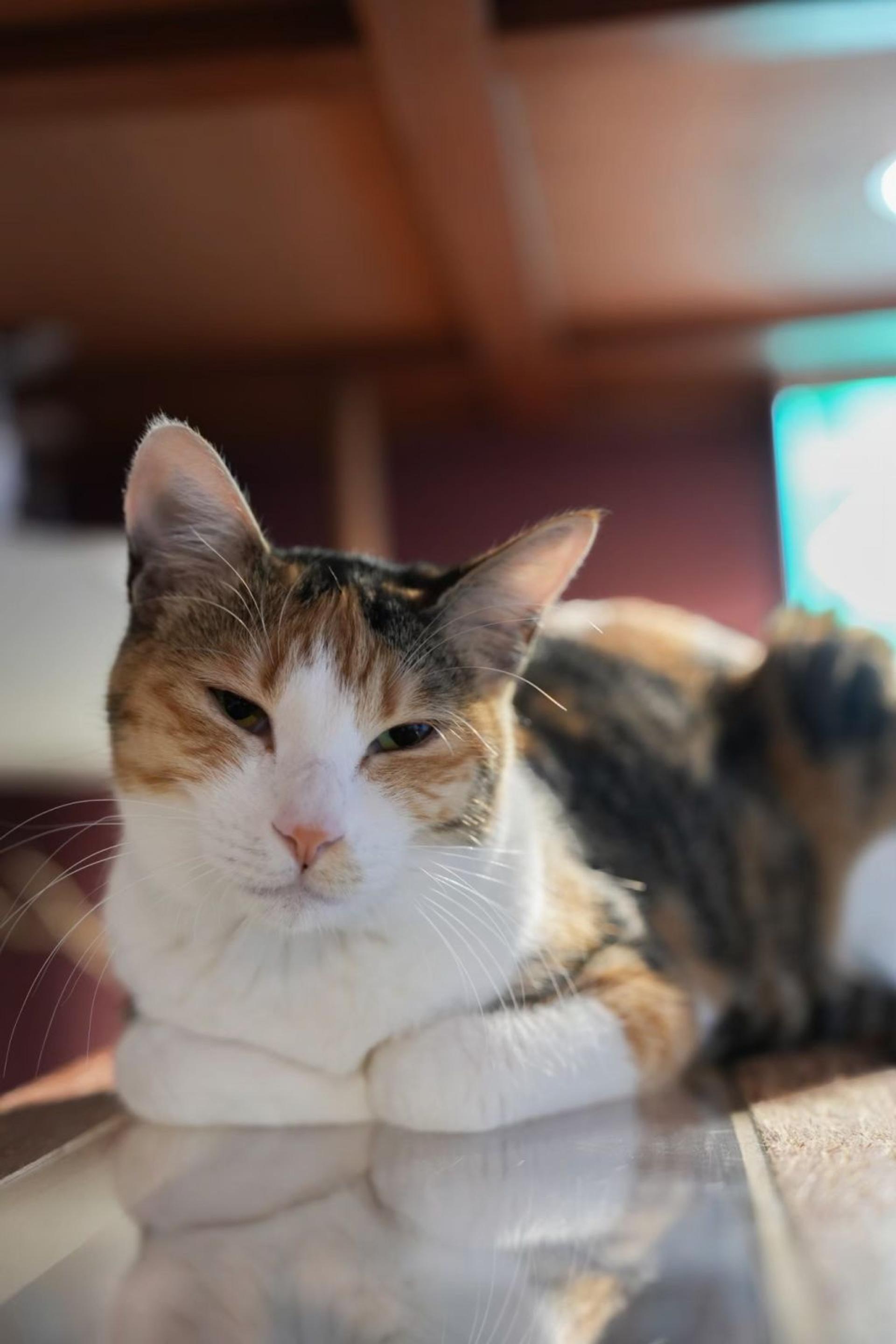 pet-image-7