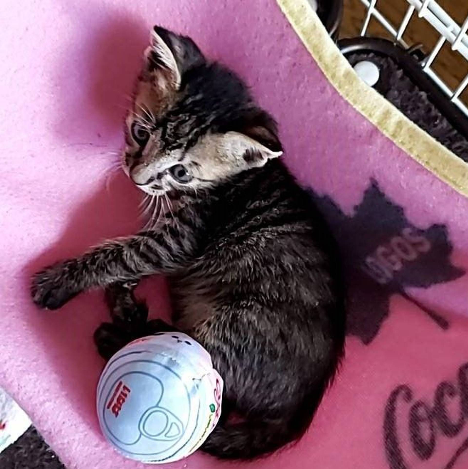 雑種（ミックス猫）・メスの里親募集の写真