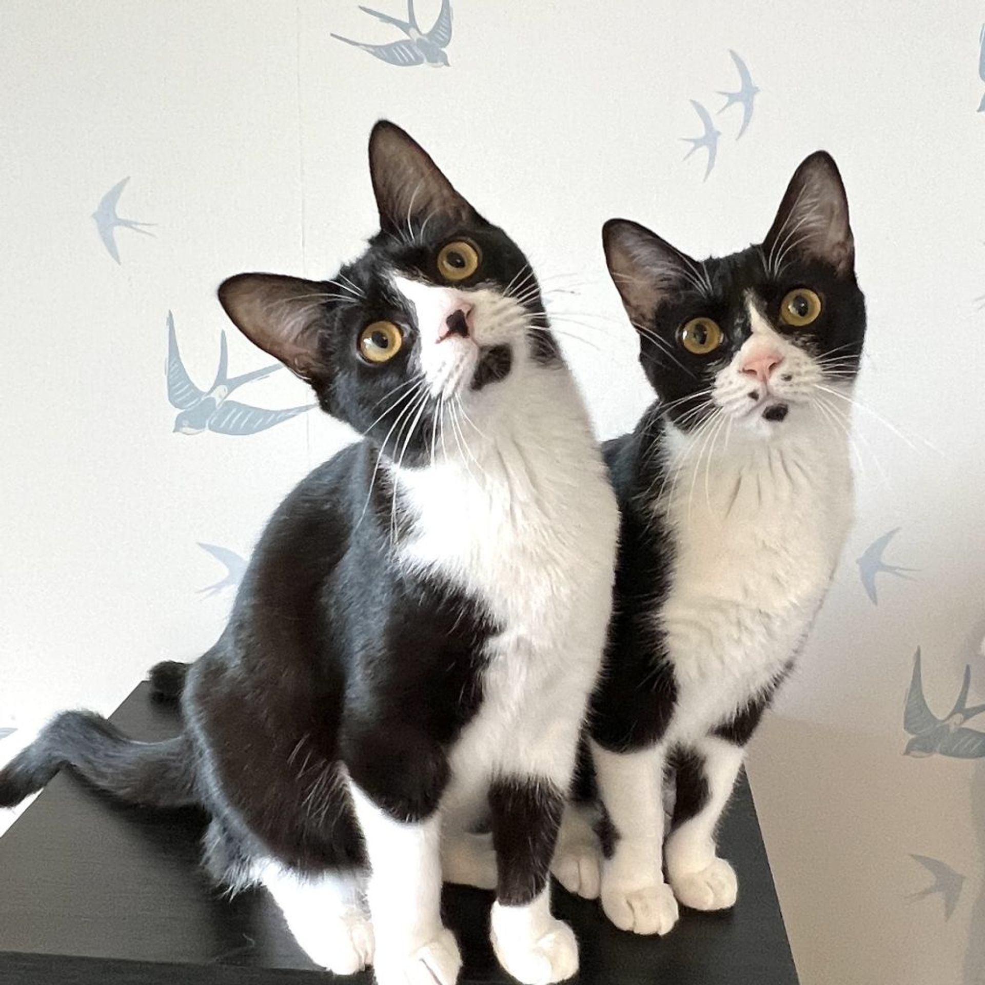雑種（ミックス猫）・メスの里親募集の写真