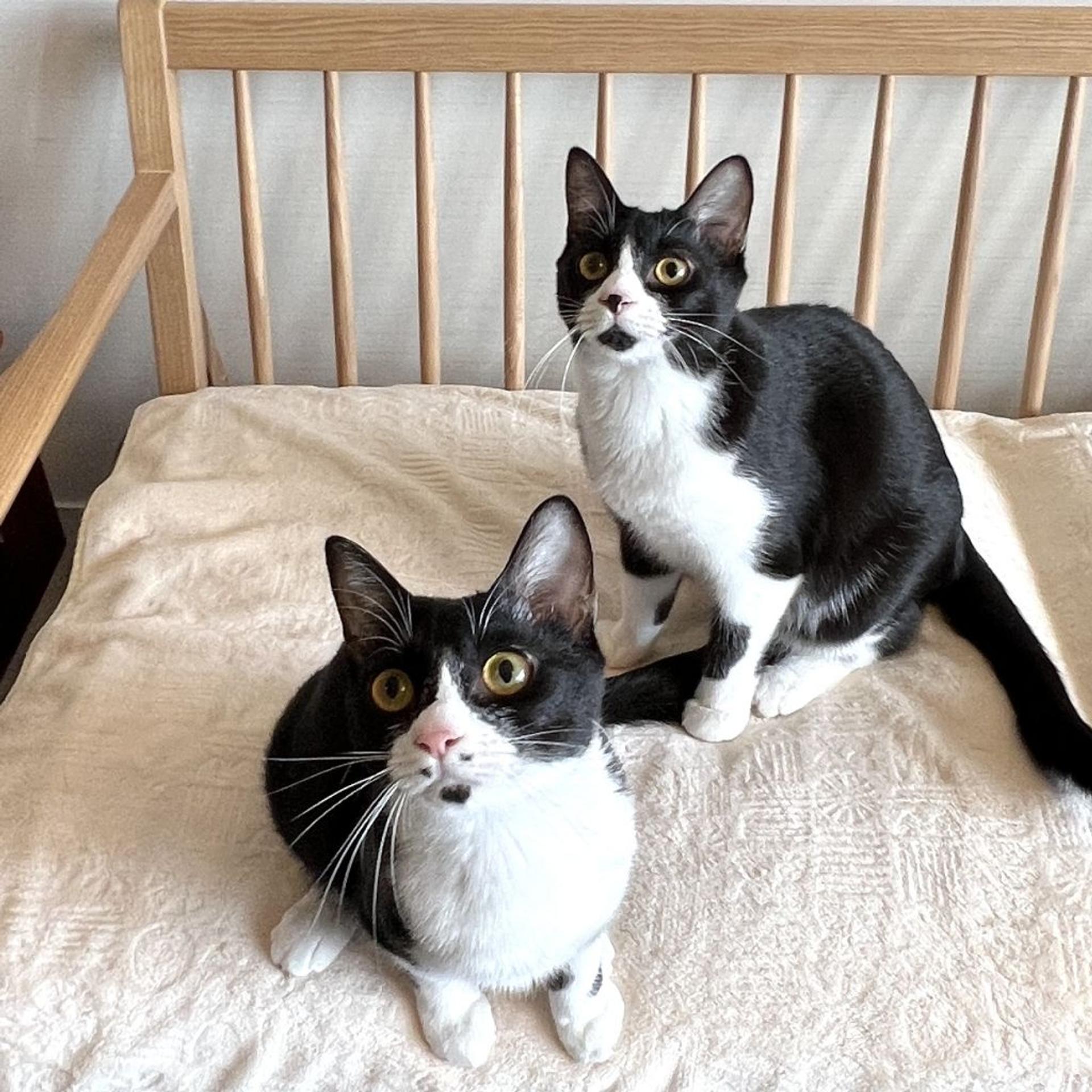 pet-image-6