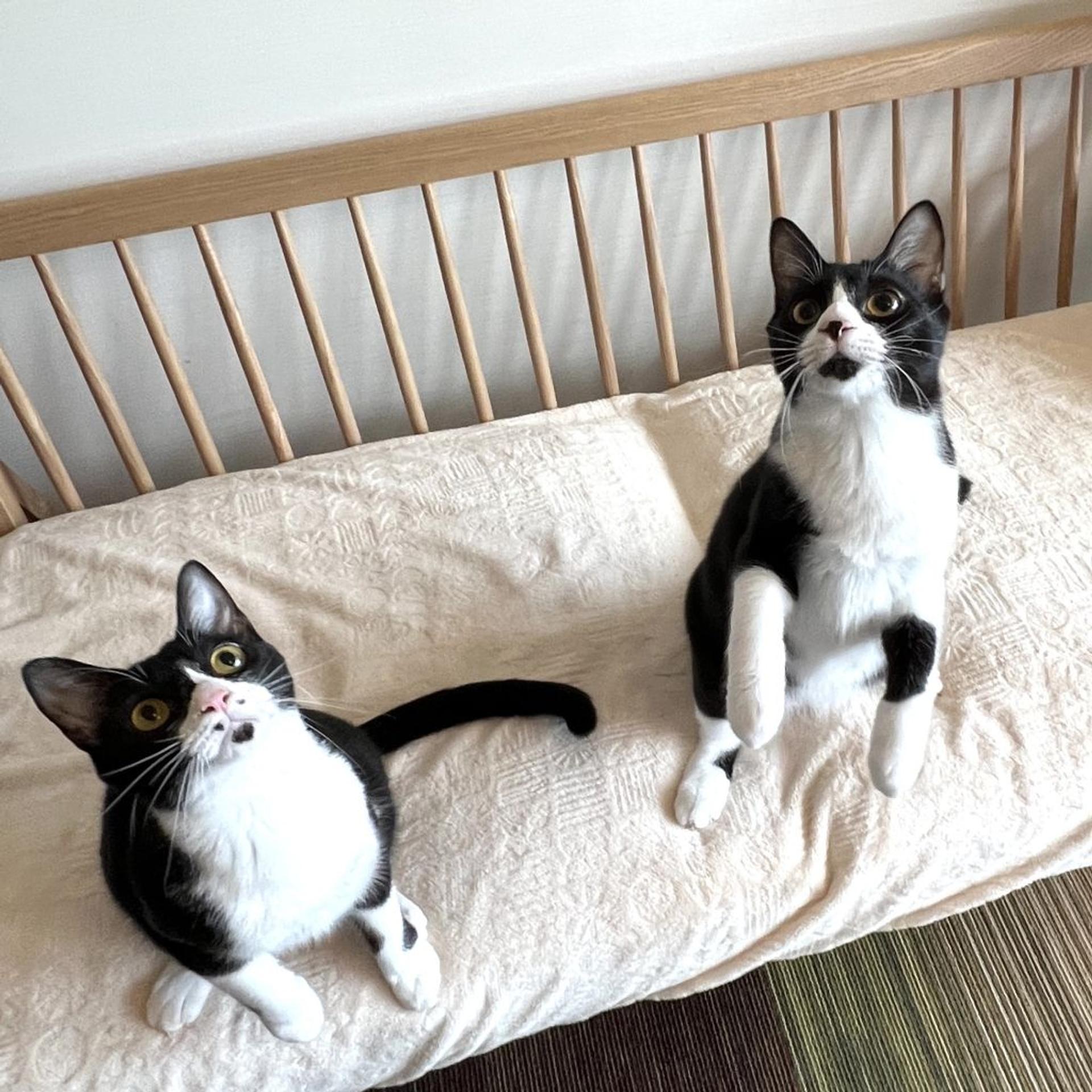 pet-image-7