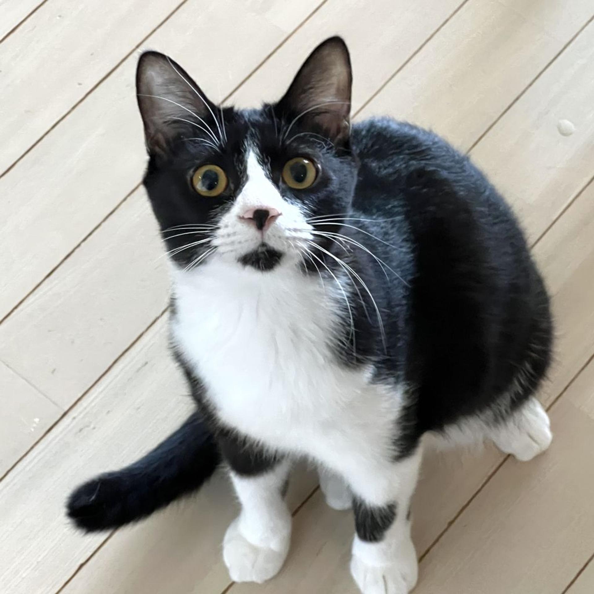pet-image-8