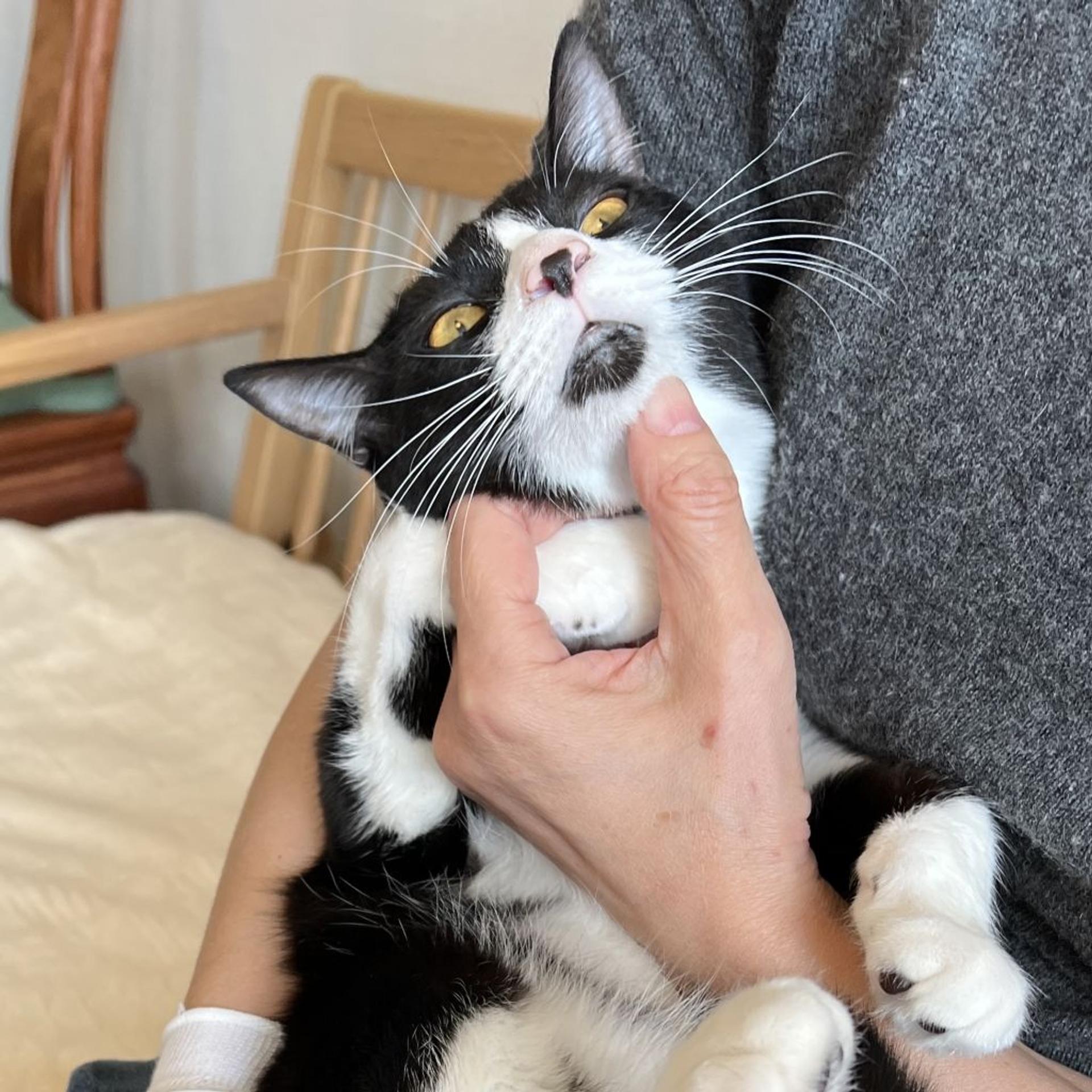 pet-image-9